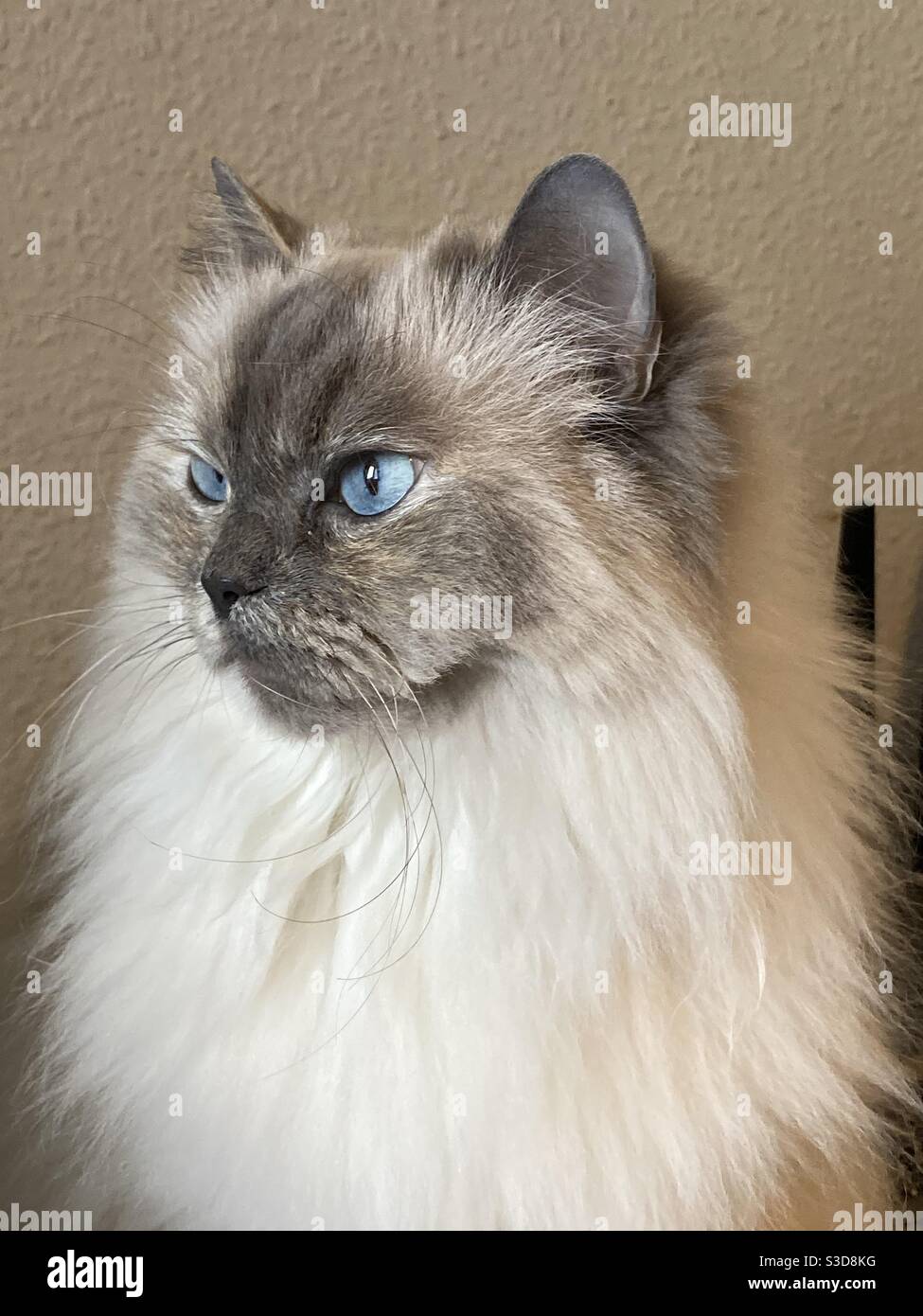 Ragdoll cat with intense blue eyes Stock Photo Alamy