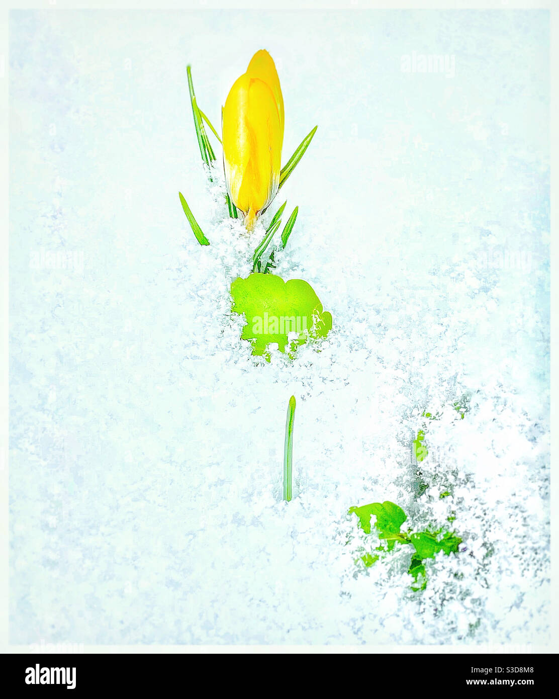 Crocus in the snow - Smartphone Captured Stock Image