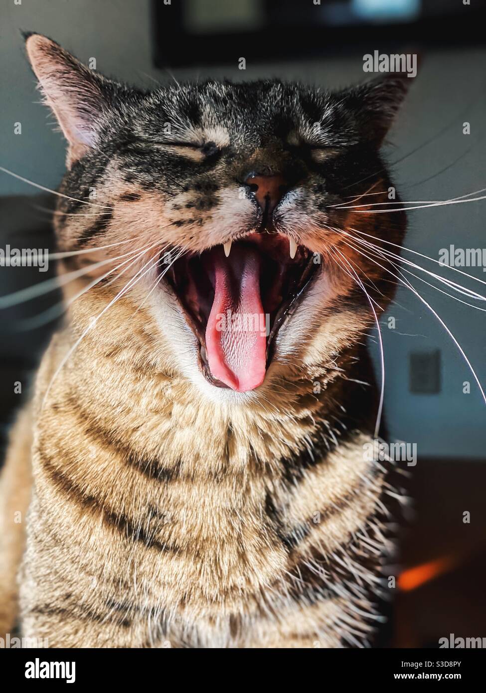 Big yawn Stock Photo