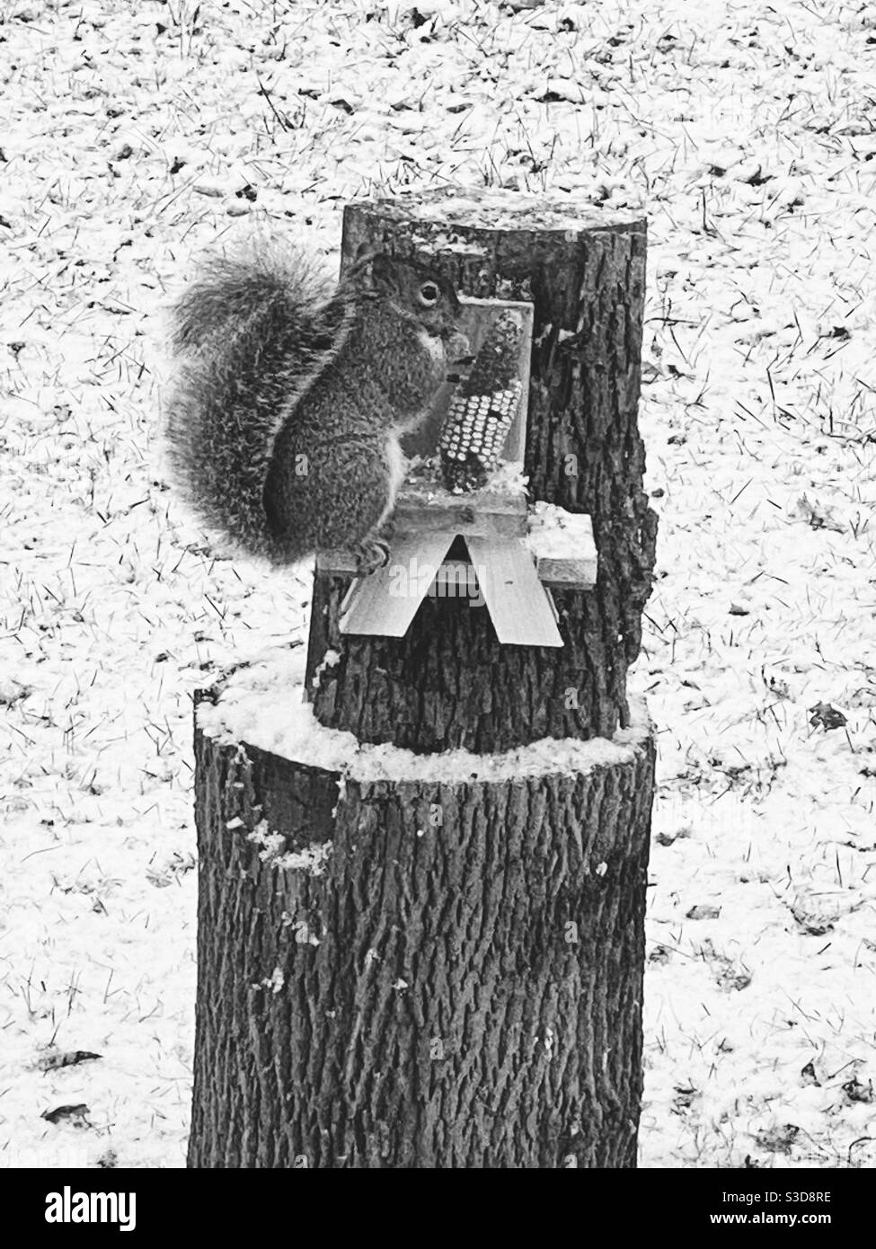 Squirrel sitting on squirrel bench eating corn - Smartphone Captured Stock Image