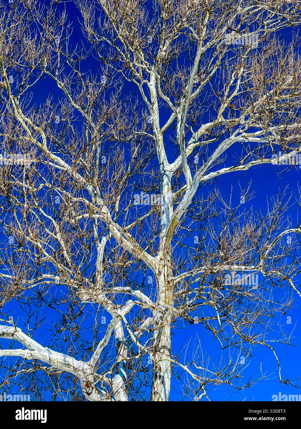 American sycamore tree in winter. Stock Photo