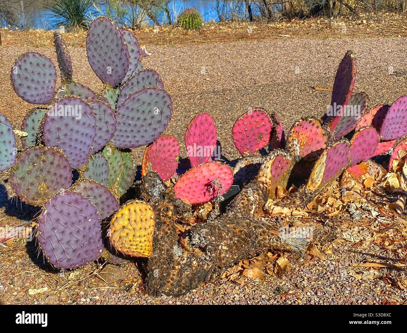 Prickly Pear cactus colors after cold weather - Smartphone Captured Stock Image