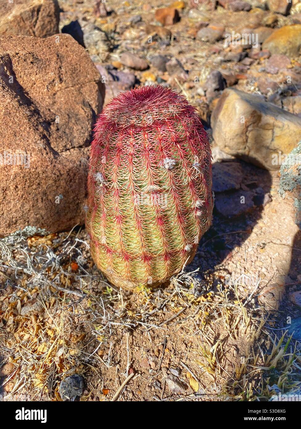 Small Rainbow cactus growing in the wild at Patagonia lake in Arizona - Smartphone Captured Stock Image