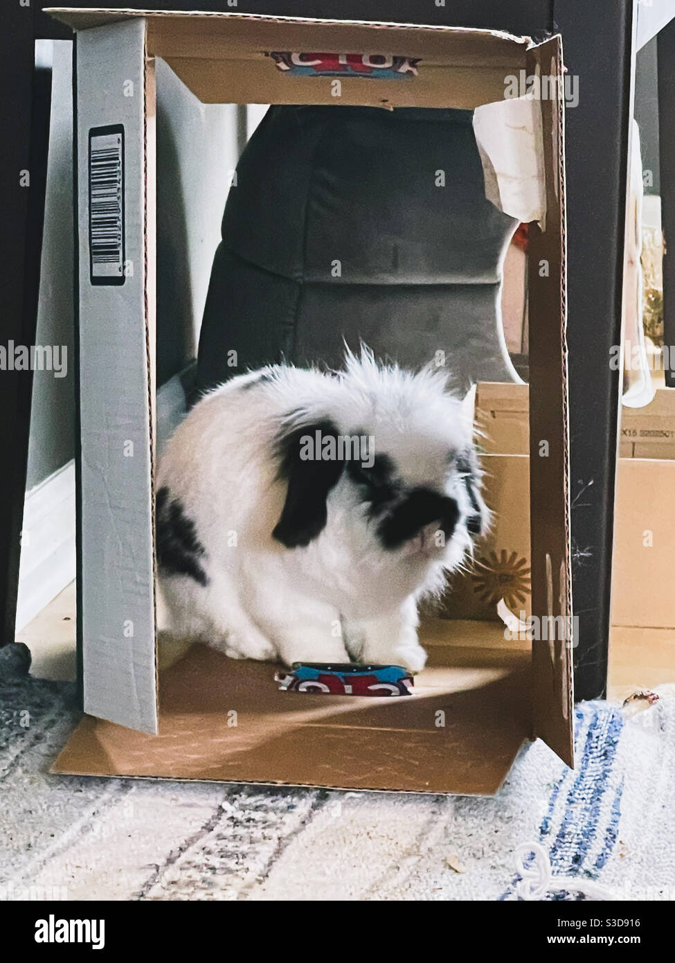 bunny in box Stock Photo - Alamy