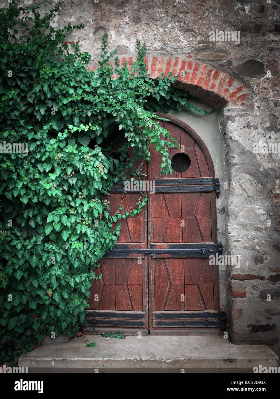 Old wooden door surrounded by green ivy leaves Stock Photo