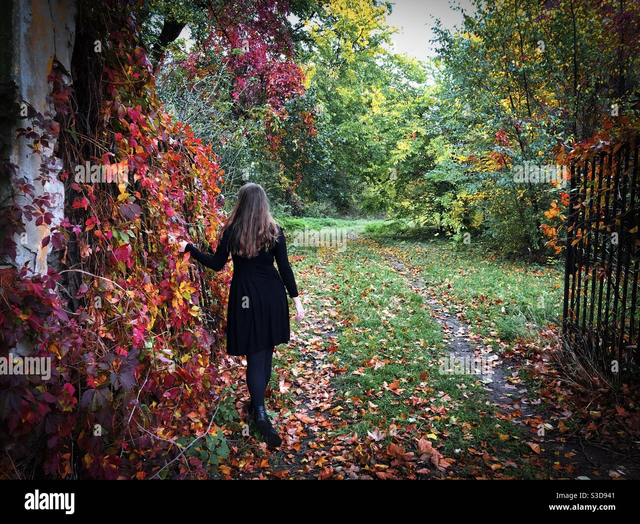 Rear view of woman in black dress standing near the gates of a garden with red and yellow ivy leaves - Smartphone Captured Stock Image