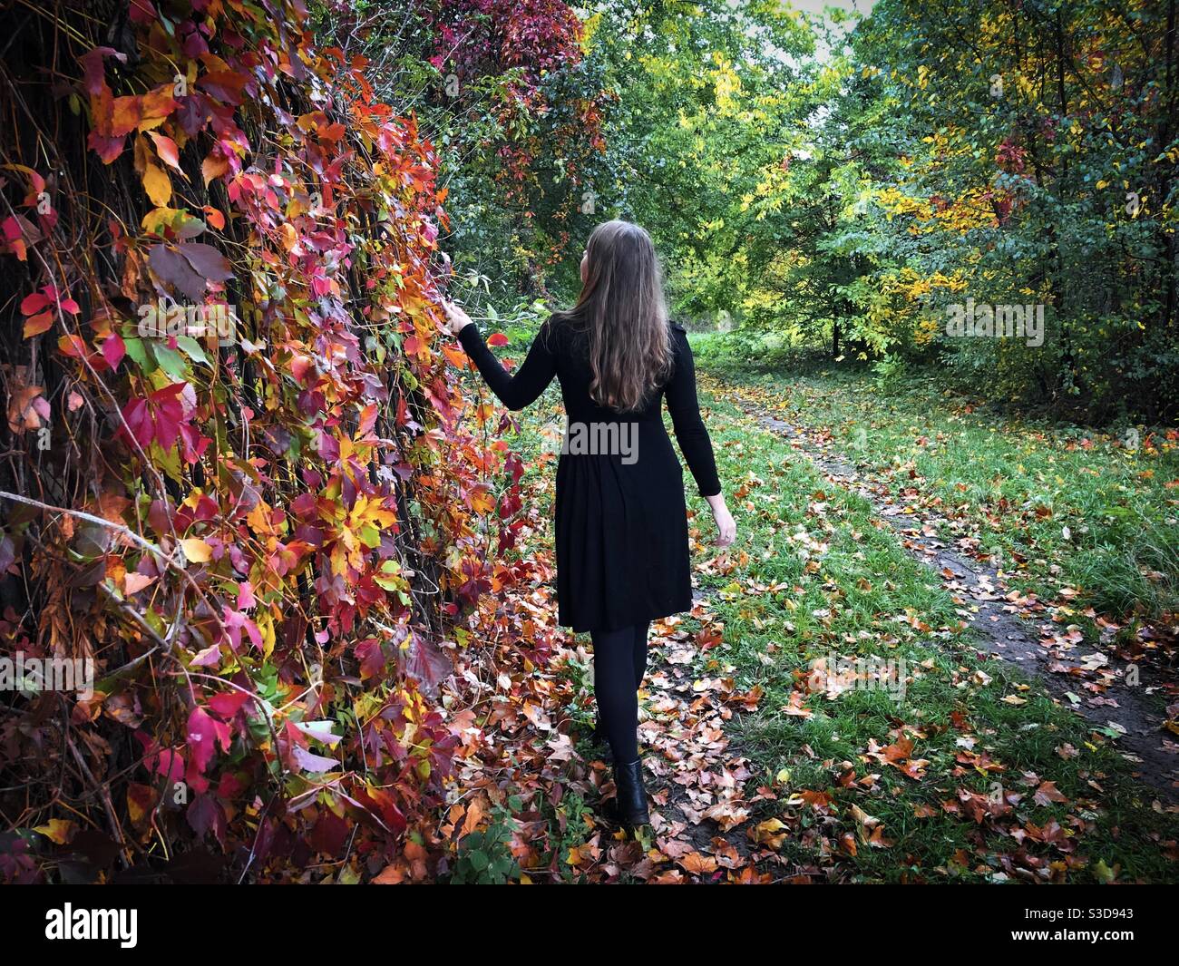 Rear view of woman in black dress standing near the gates of a garden with red and yellow ivy leaves - Smartphone Captured Stock Image