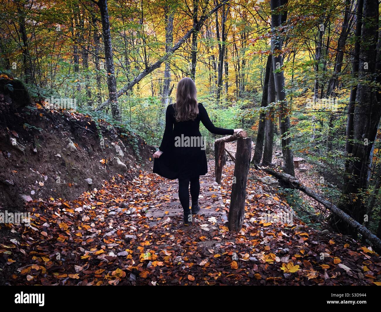 Rear view of woman in black dress in the middle of a forest in autumn - Smartphone Captured Stock Image