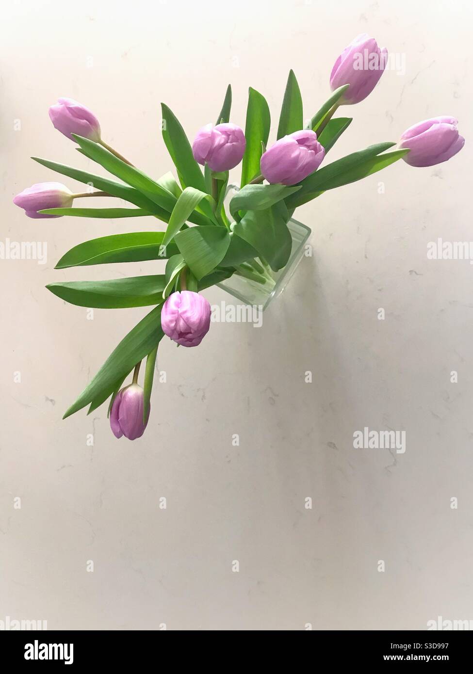 Pale lilac tulips in a glass vase on a white worktop Stock Photo