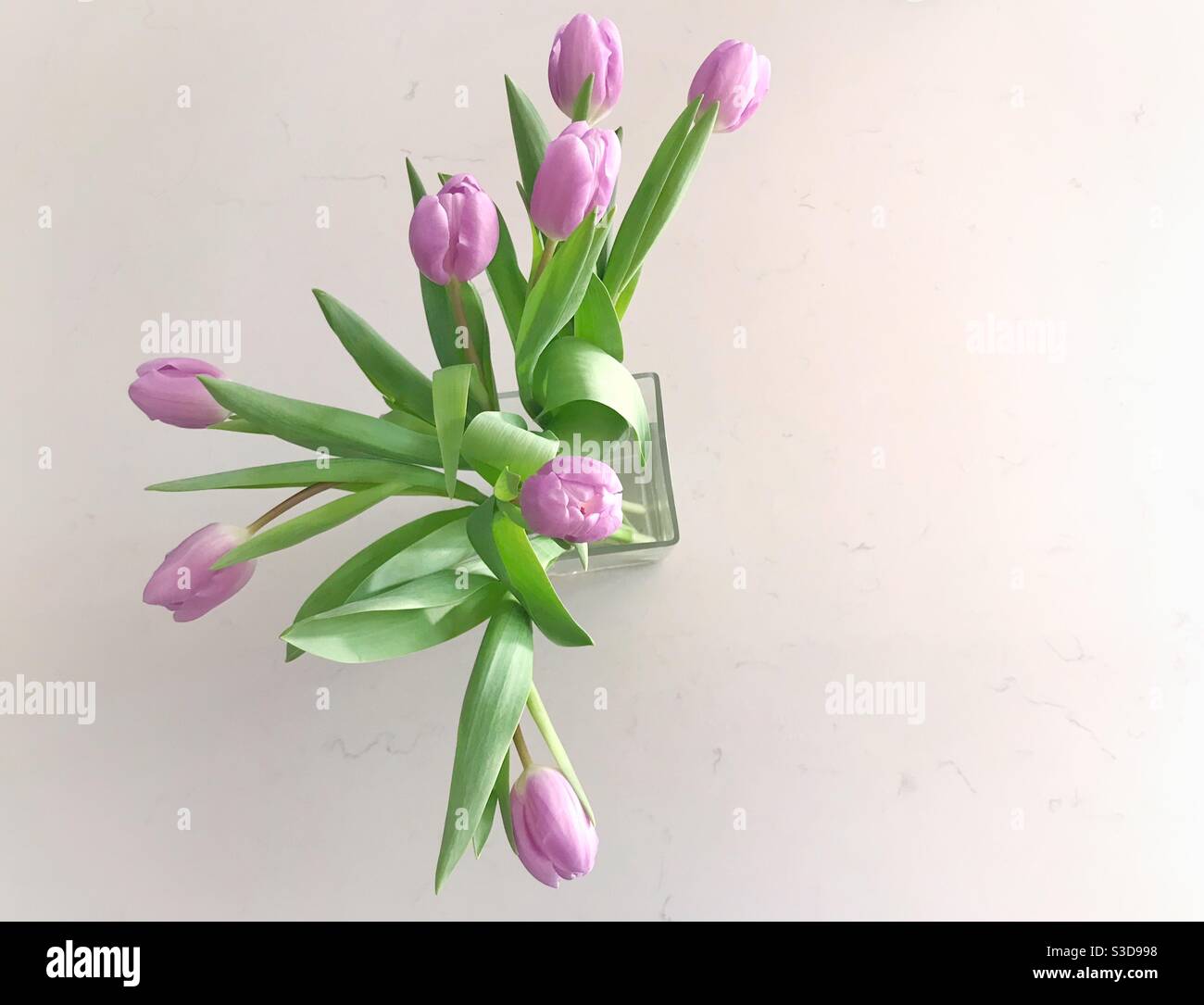 Pale lilac tulips in a glass vase on a white worktop Stock Photo