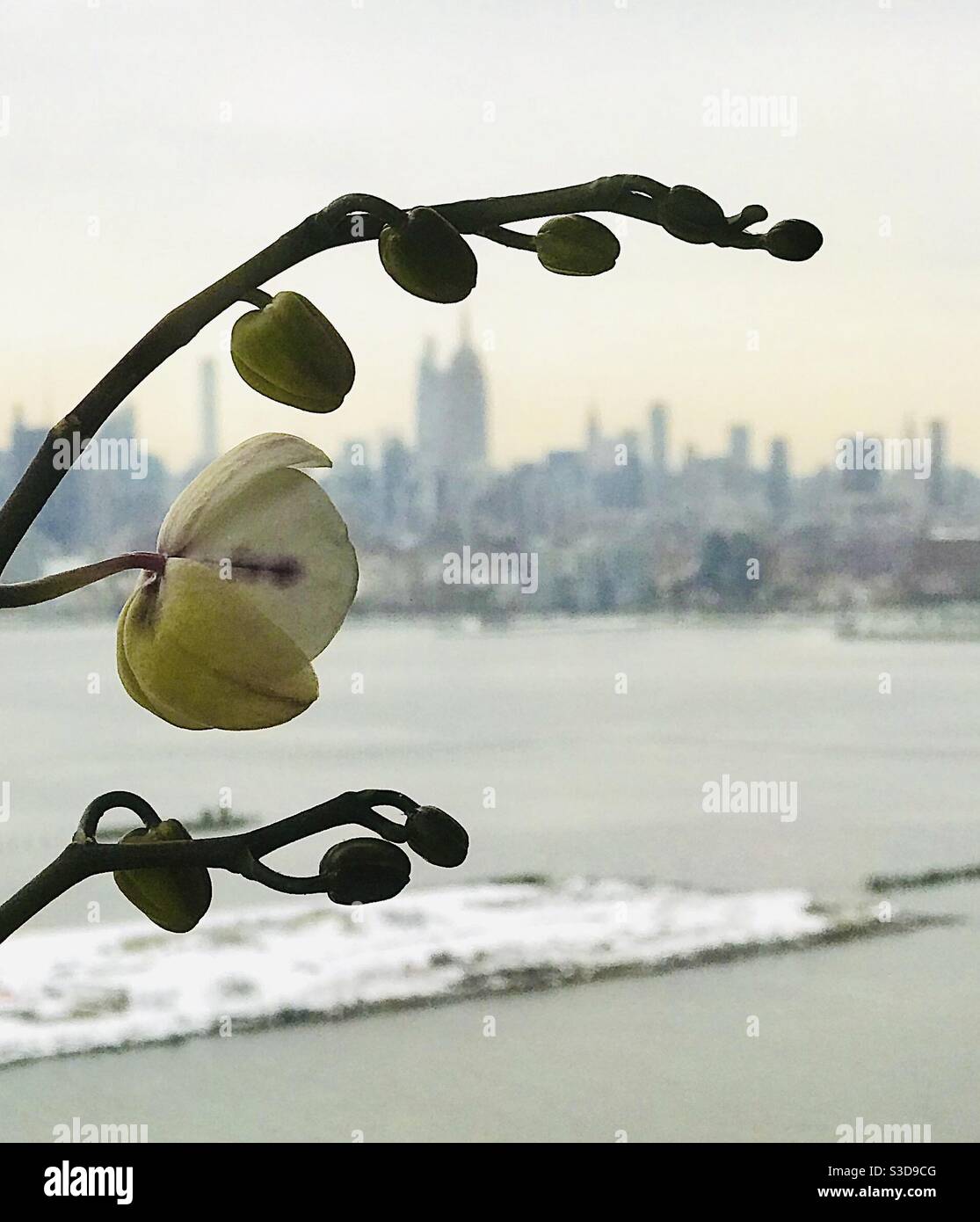 Orchid looking at a snowy NEw York City. Stock Photo