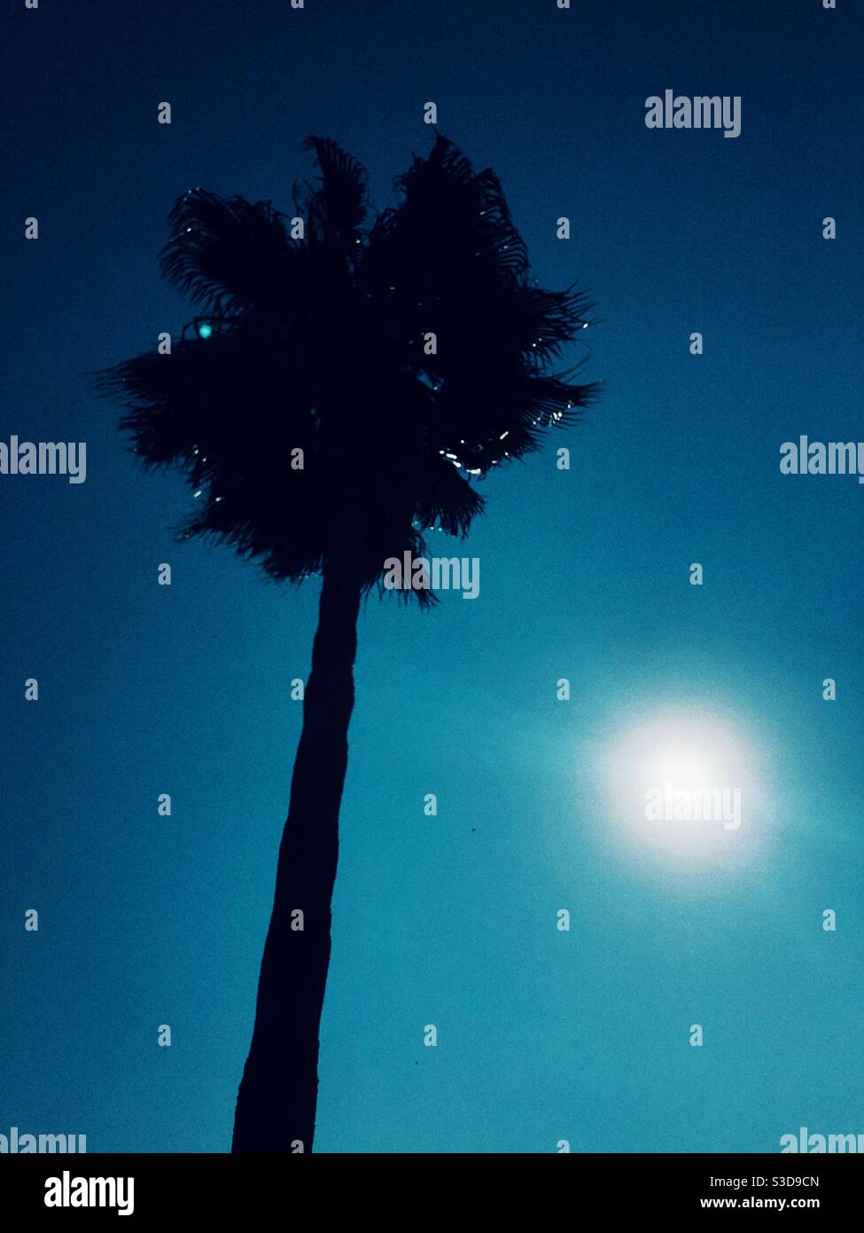 Palm tree against blue sky and and sunlight Stock Photo - Alamy
