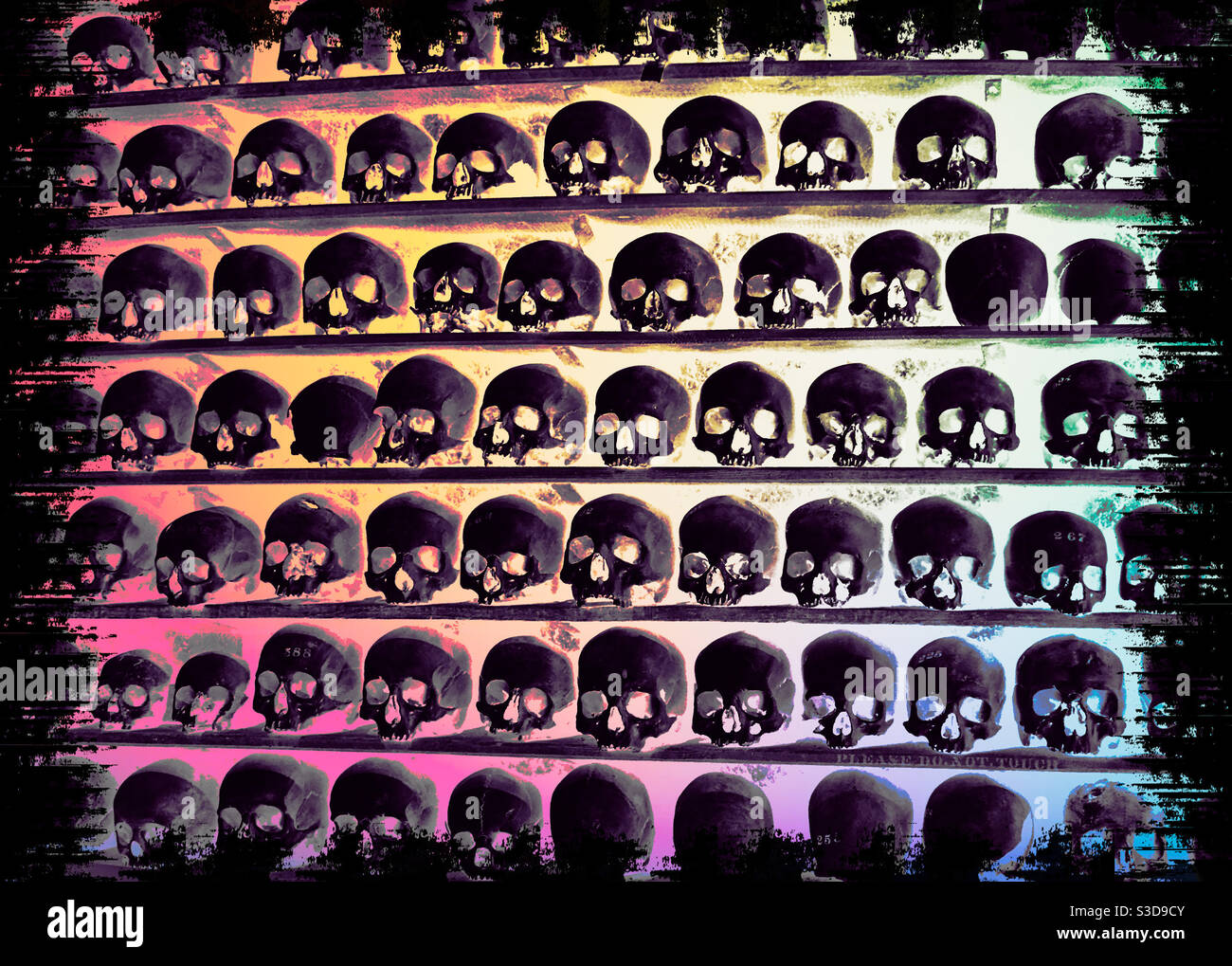Skulls - Smartphone Captured Stock Image