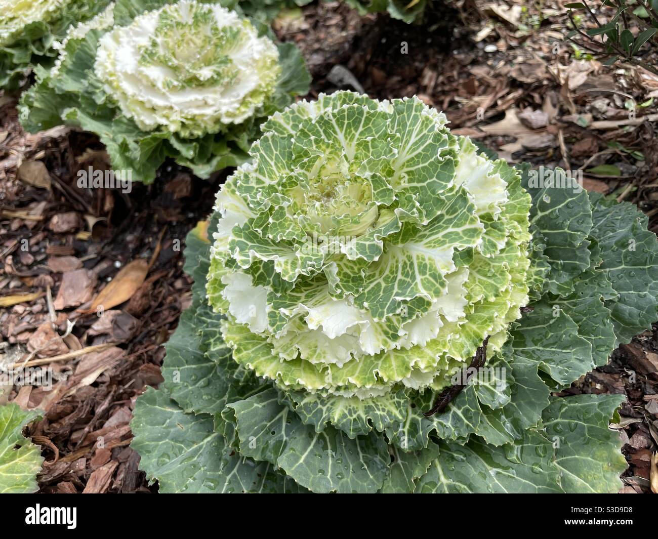 Cabbage plant growing in a garden - Smartphone Captured Stock Image