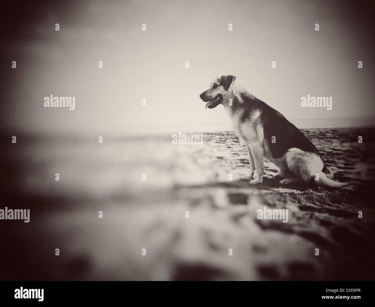 Image of a dog sitting on the beach - Smartphone Captured Stock Image