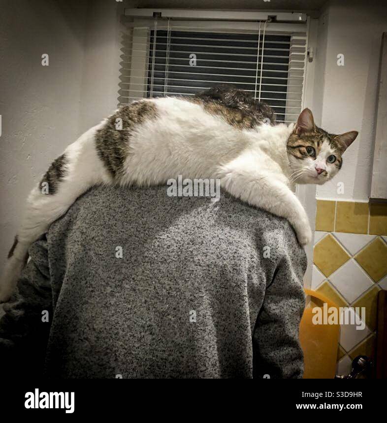 Cat on. Shoulders Stock Photo Alamy