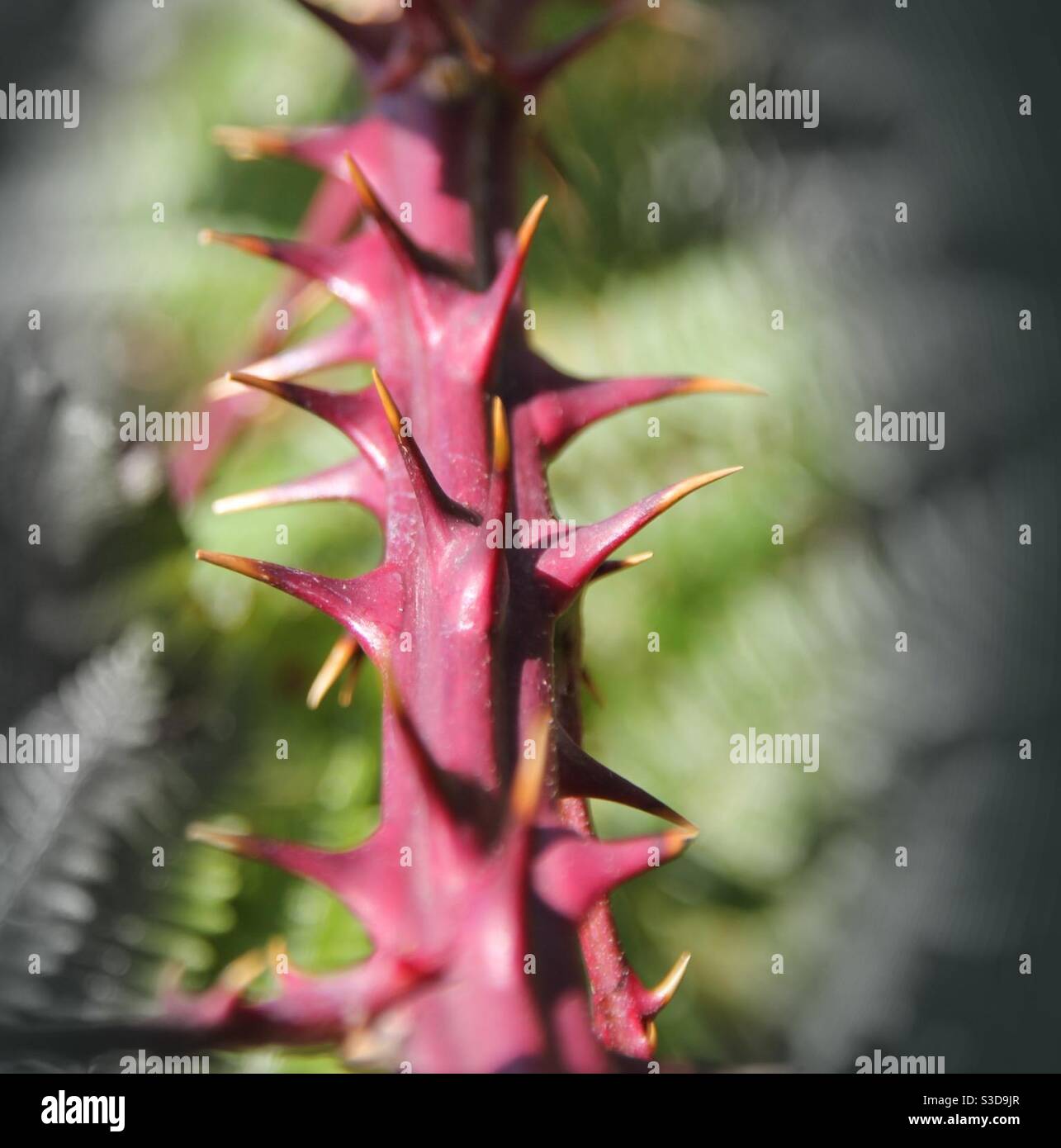 Blackberry thorns hires stock photography and images Alamy