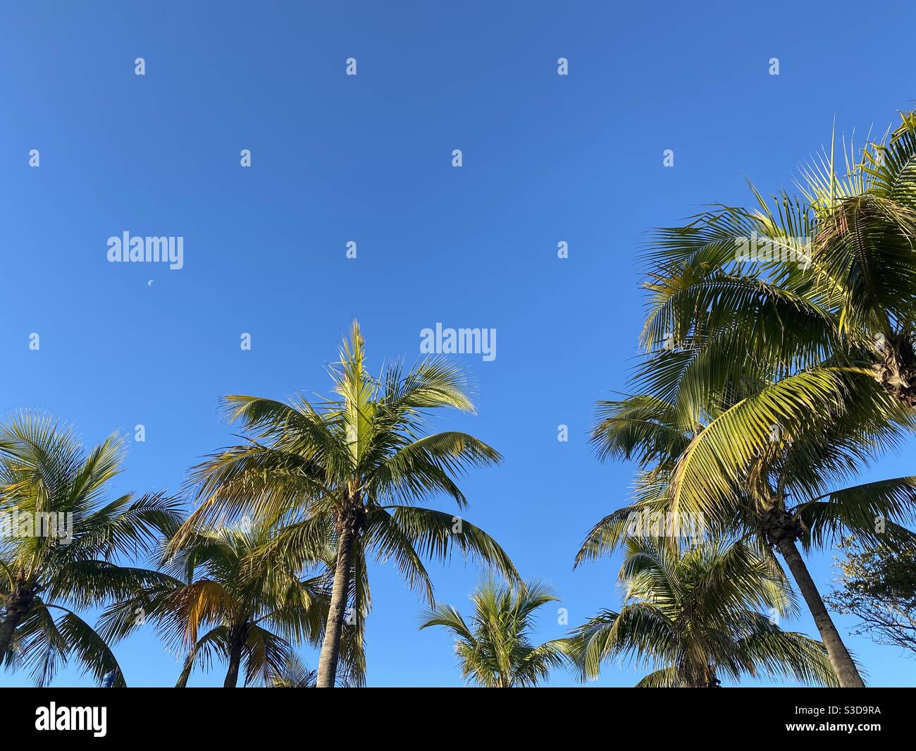 Palm trees in the sky, perfect banner or tropical marketing graphic Stock Photo