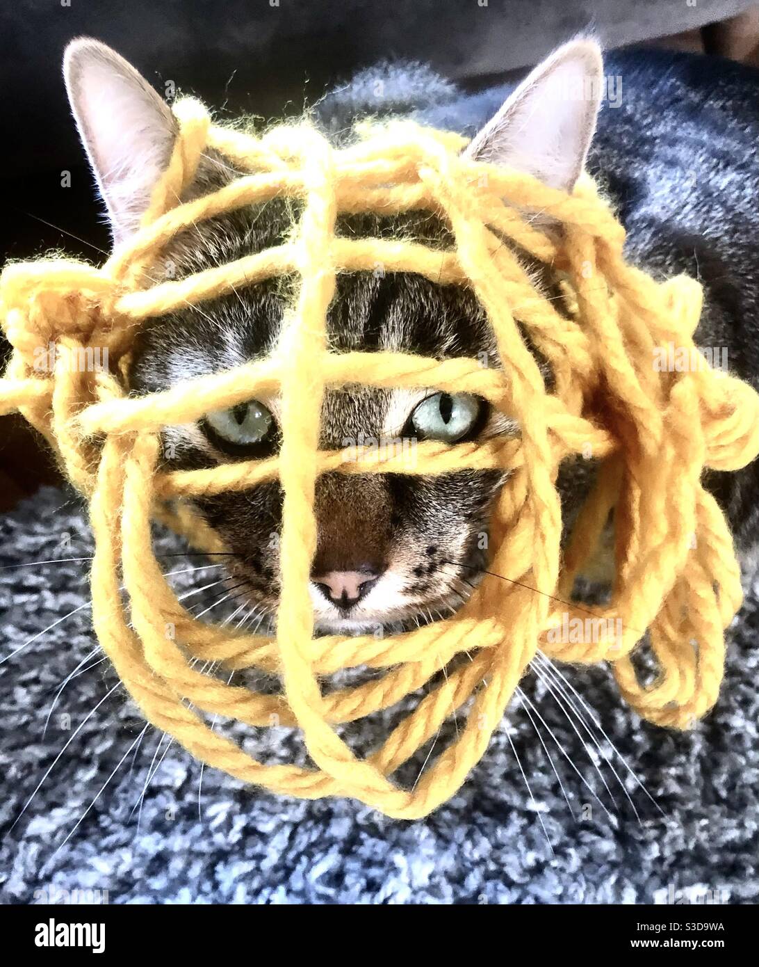Cat with think wool on face Stock Photo - Alamy