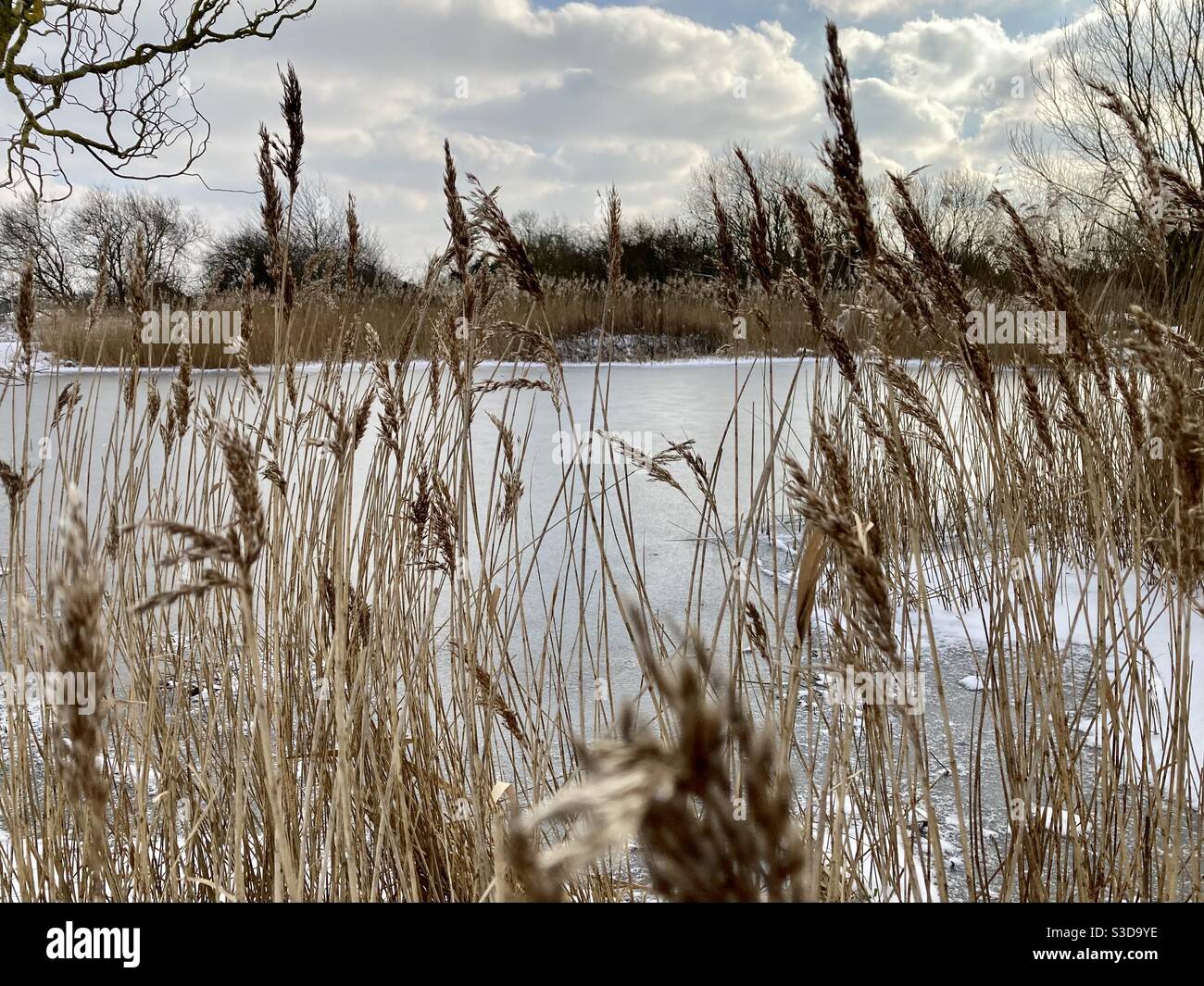 View of frozen pond through reeds, Aldington, Kent Stock Photo