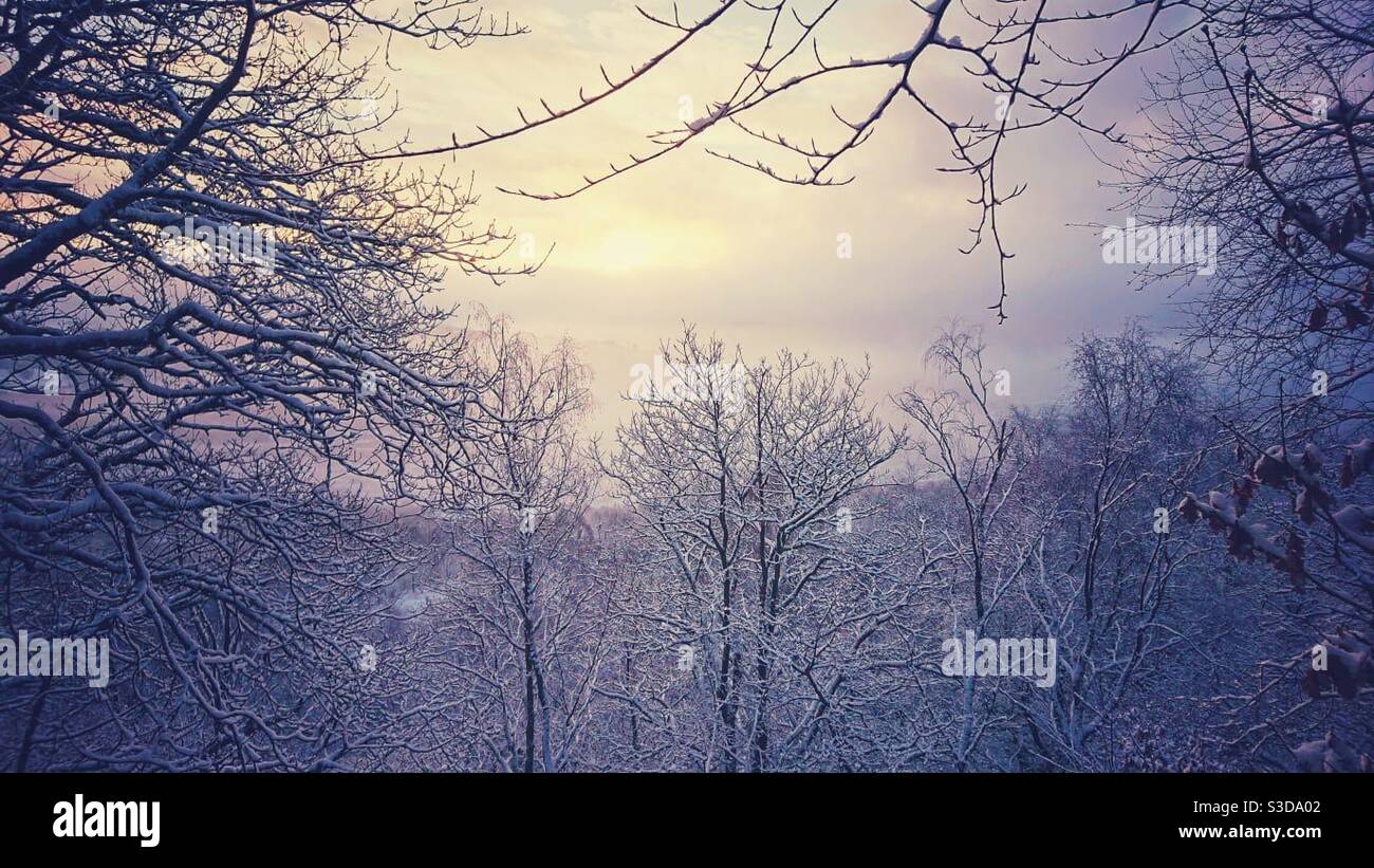 A landscape photograph of a beautiful winter woodland scene after snowfall. Early morning sunrise. - Smartphone Captured Stock Image