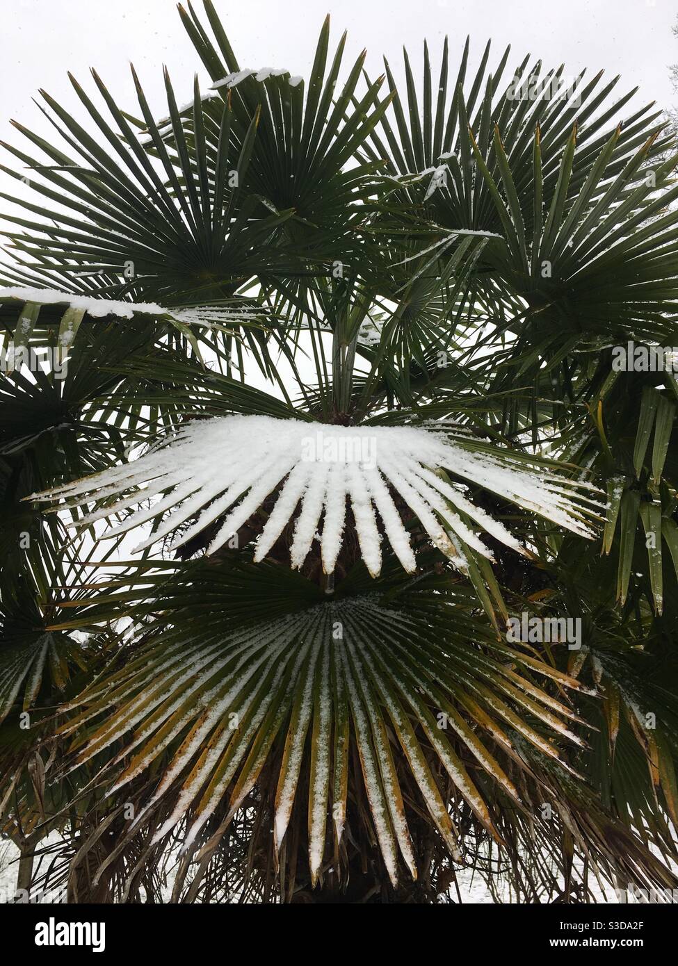 Palm trees covered with straw protectors to keep warm during winter Stock  Photo - Alamy