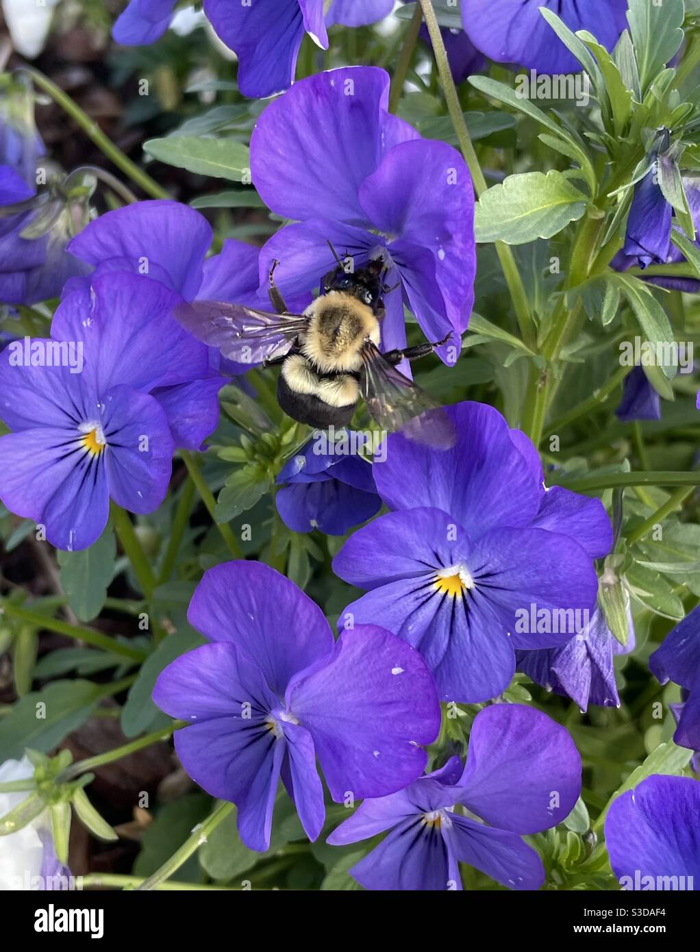 Bumblebee gathering pollen on purple pansies - Smartphone Captured Stock Image