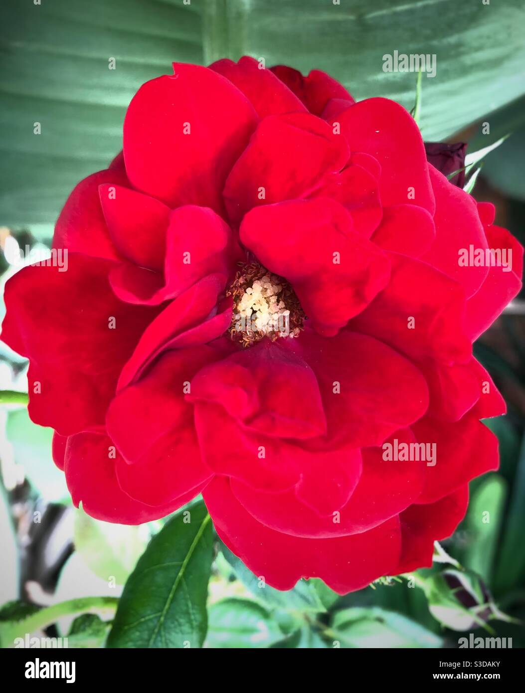 Roses are red ..... Valentine’s Day - Smartphone Captured Stock Image