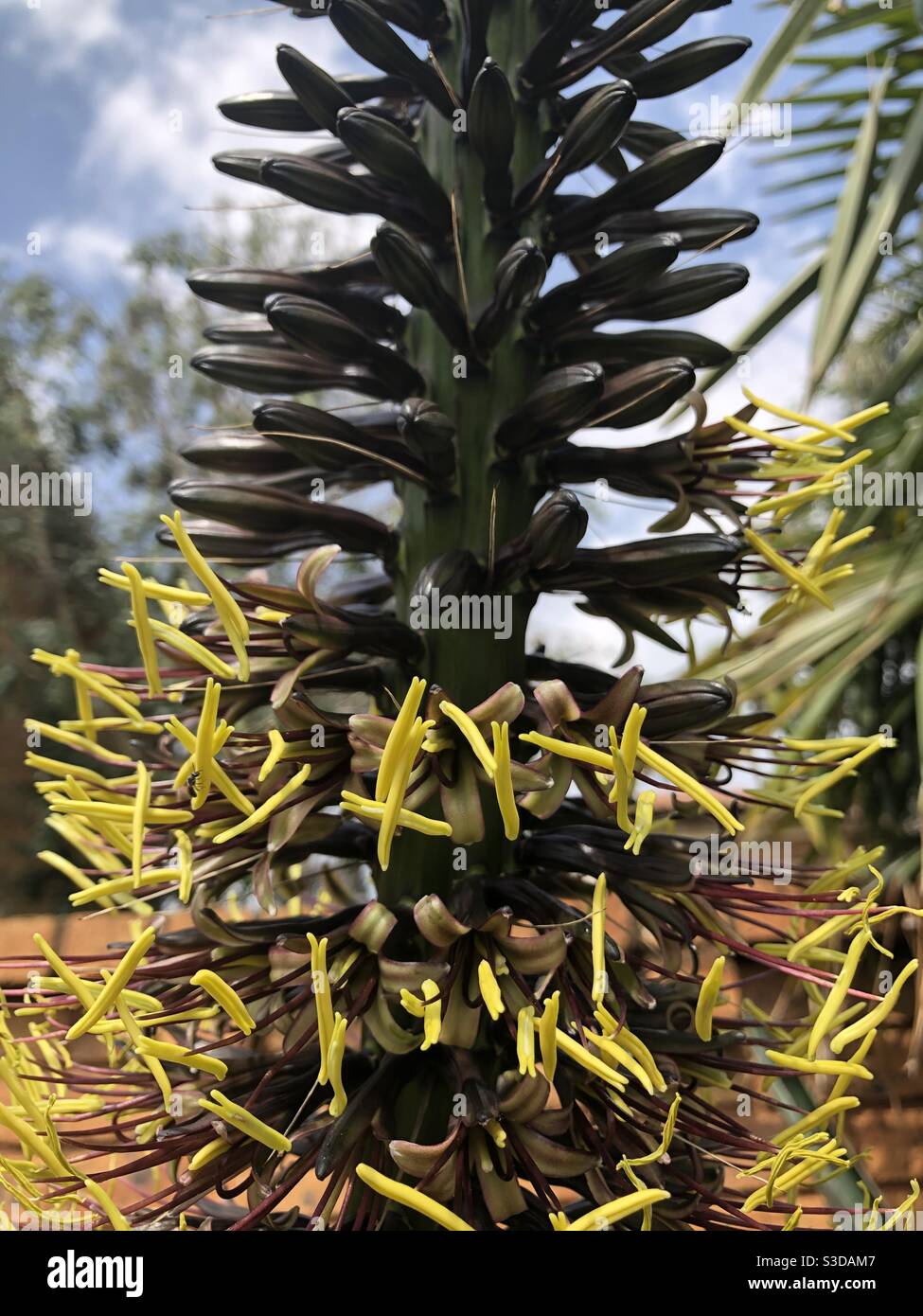 Opening flowers of the Agave Century Plant (Agave Striata also called narrow leaf century plant) this is the first time this plant has flowered and its 13 years old) - Smartphone Captured Stock Image