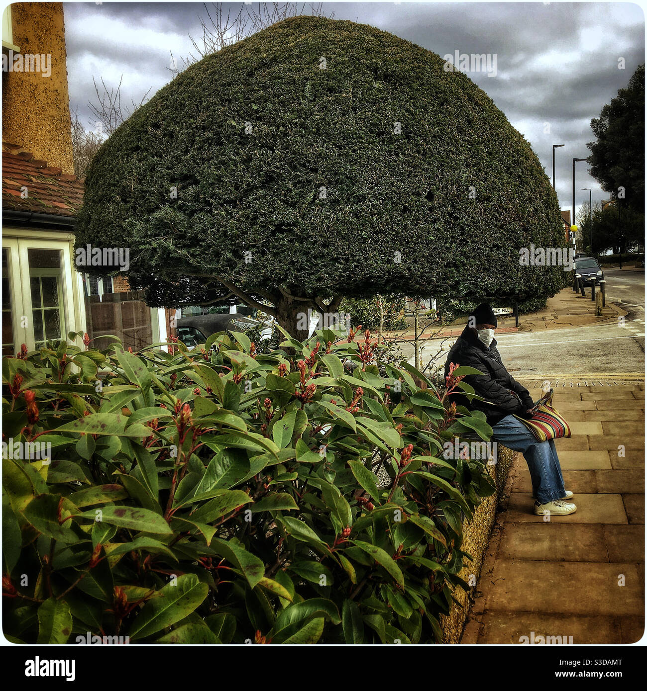 Sitting under the mushroom tree, Muswell Hill - Smartphone Captured Stock Image