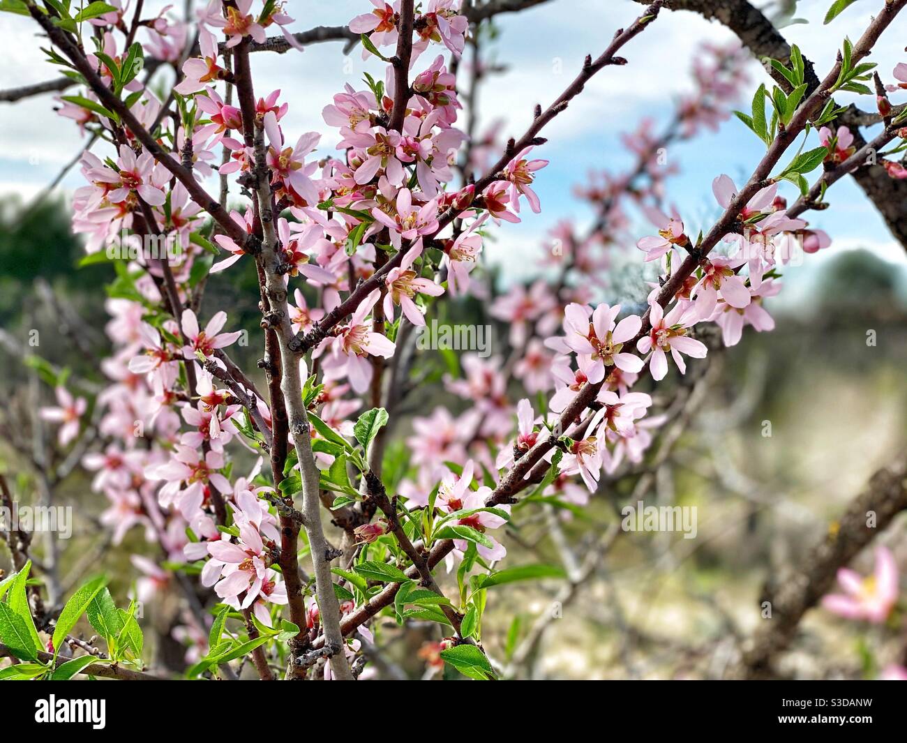 Blossom almond tree Stock Photo