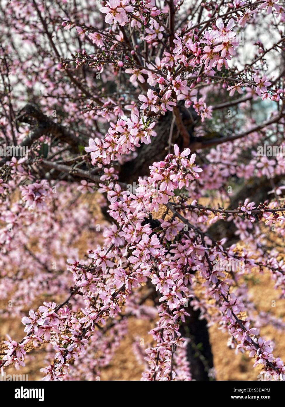 Almond tree blossom Stock Photo