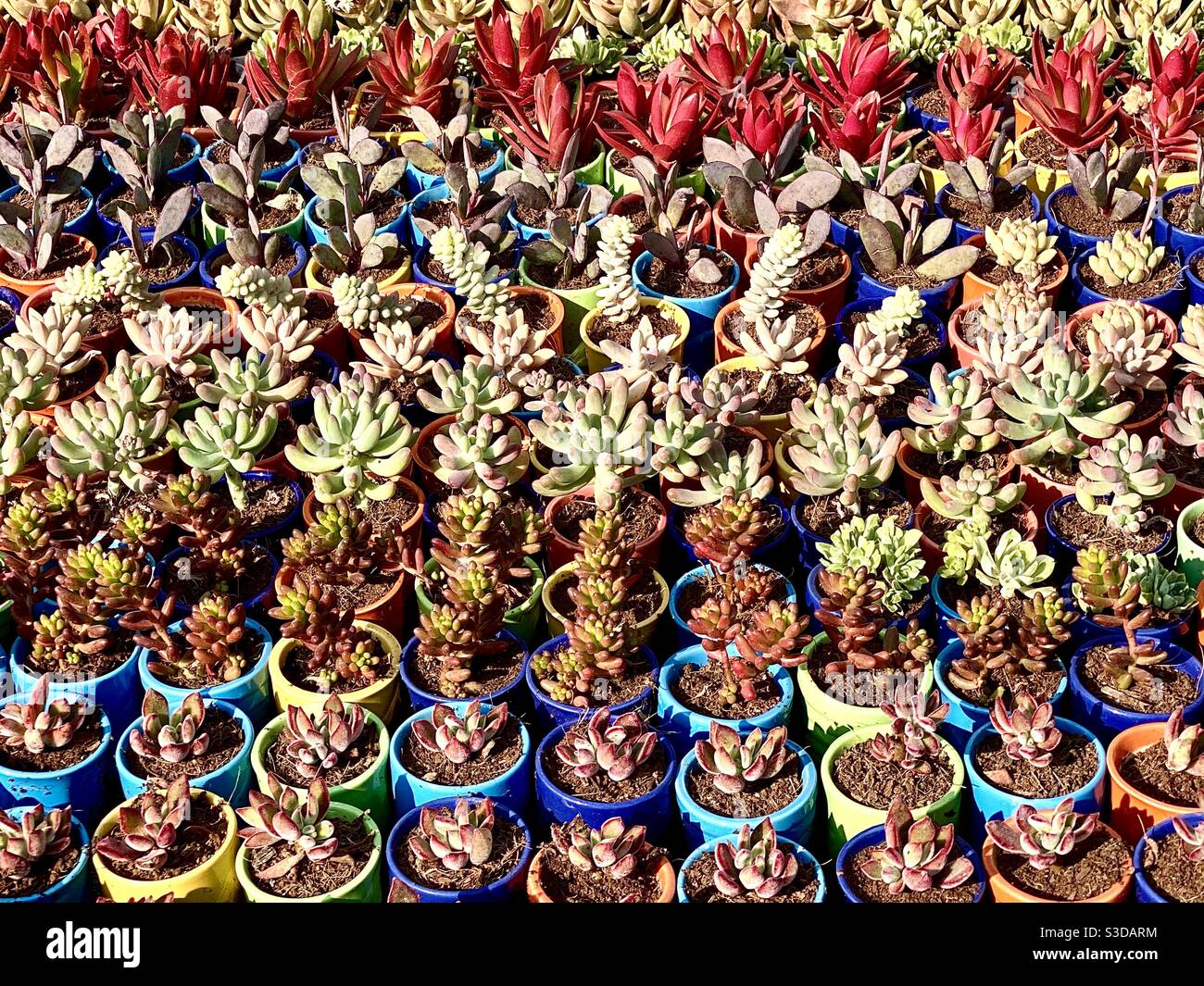 Different varieties of cactus plants Stock Photo Alamy