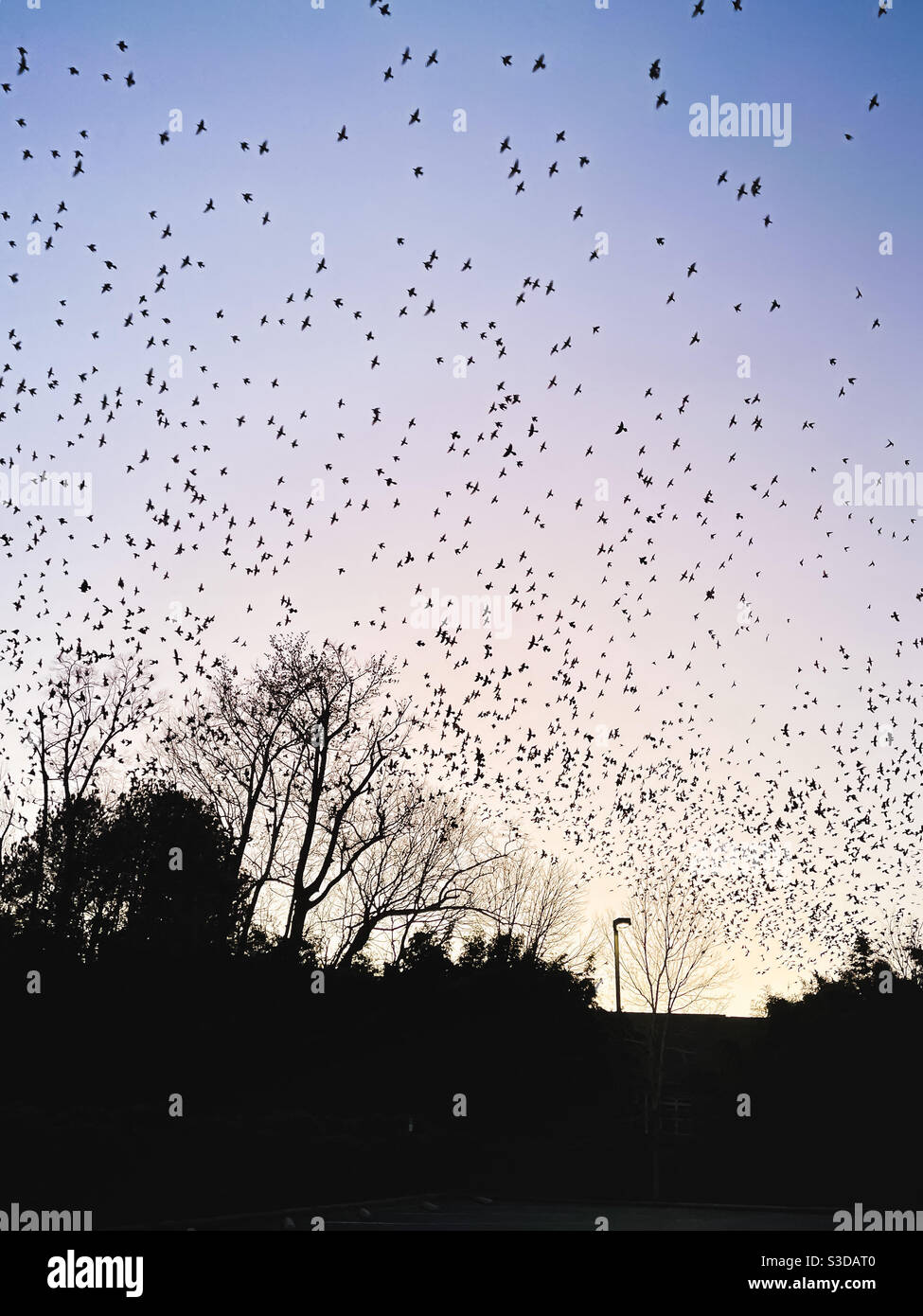 Silhouettes of Birds flock flying during sunset - Smartphone Captured Stock Image