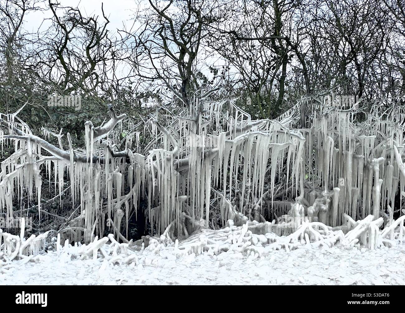 Cold weather with icicles from tree branches formed from puddle water being splashed by passing cars - Smartphone Captured Stock Image