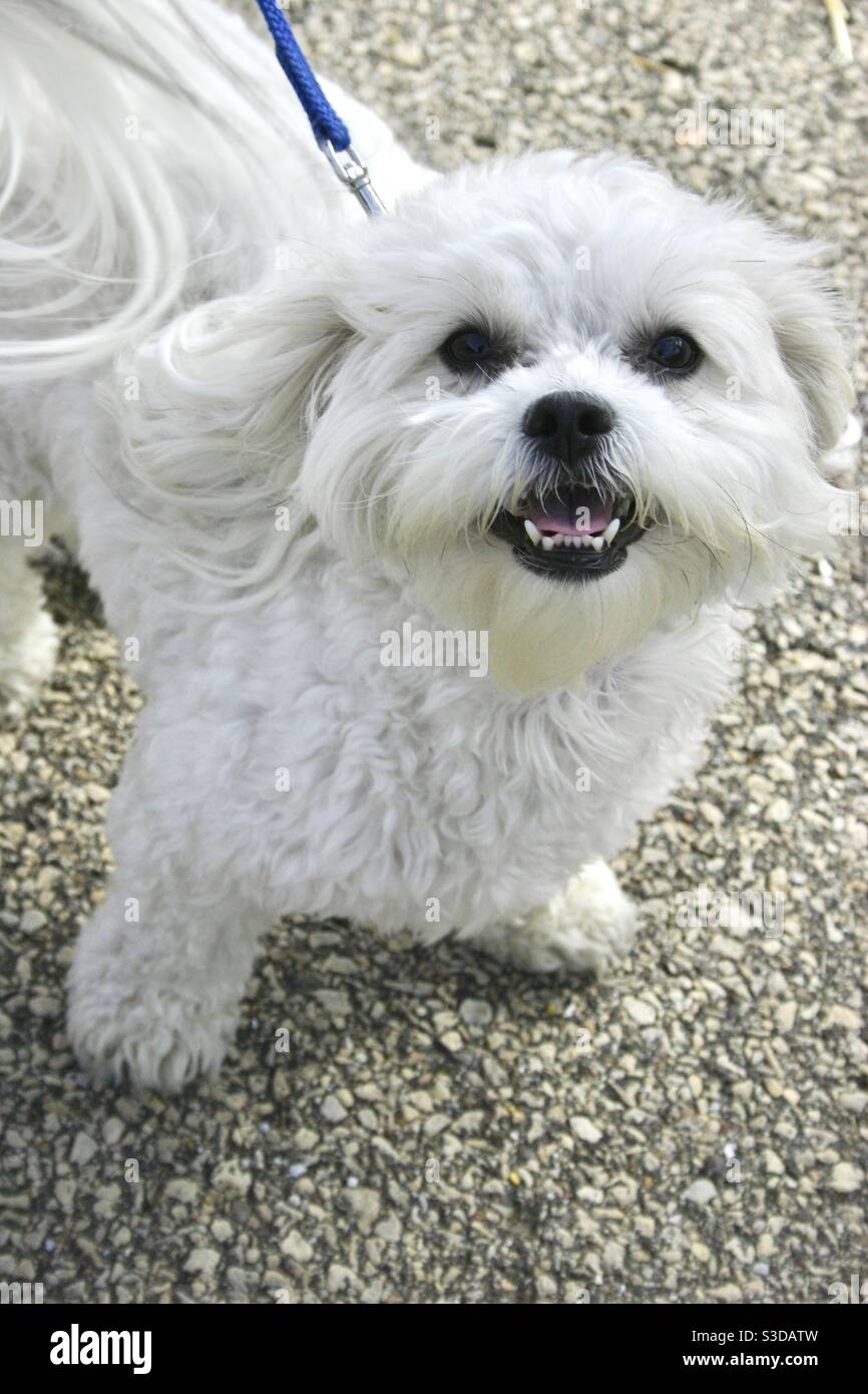 Closeup of small white dog looking up at camera Stock Photo - Alamy