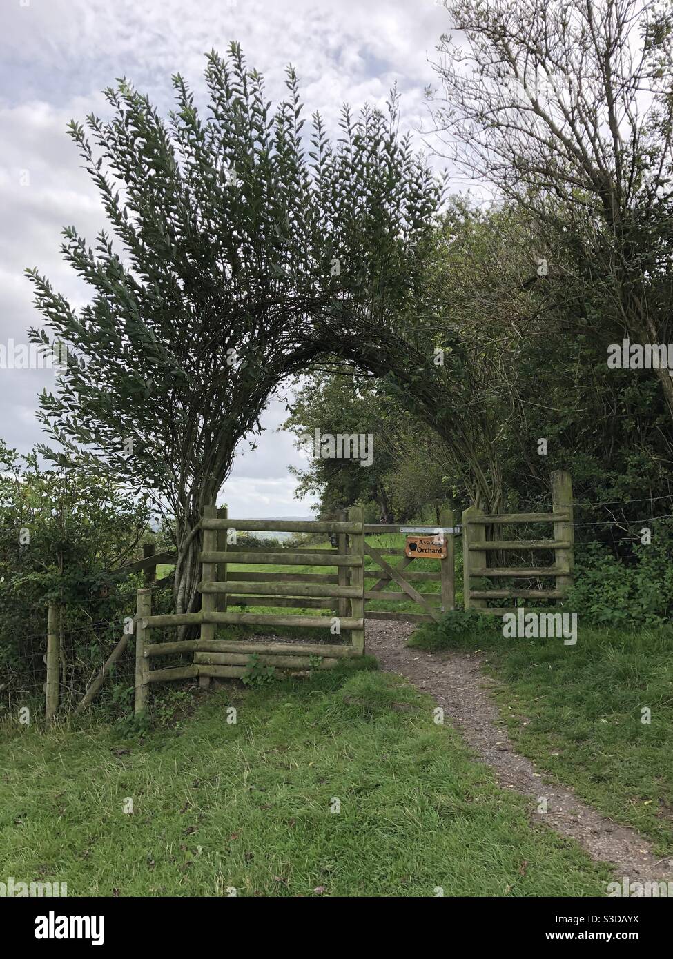 Tree gate near Glastonbury Tor, Somerset Stock Photo