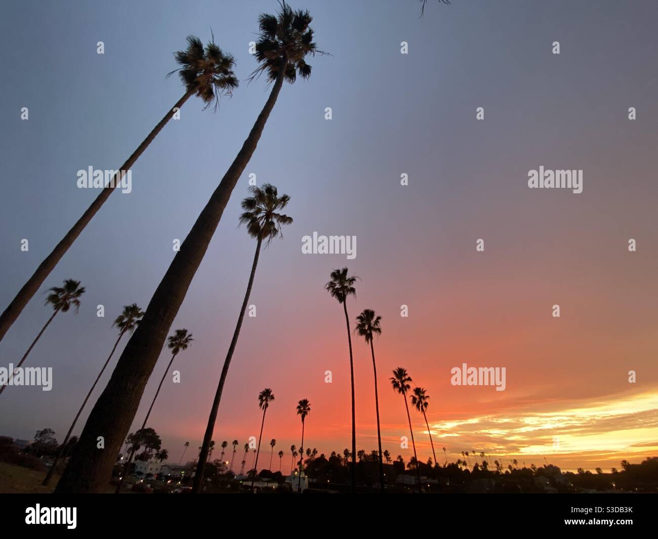 Tall skinny Palm trees rescuing for the colorful sunset in Encinitas