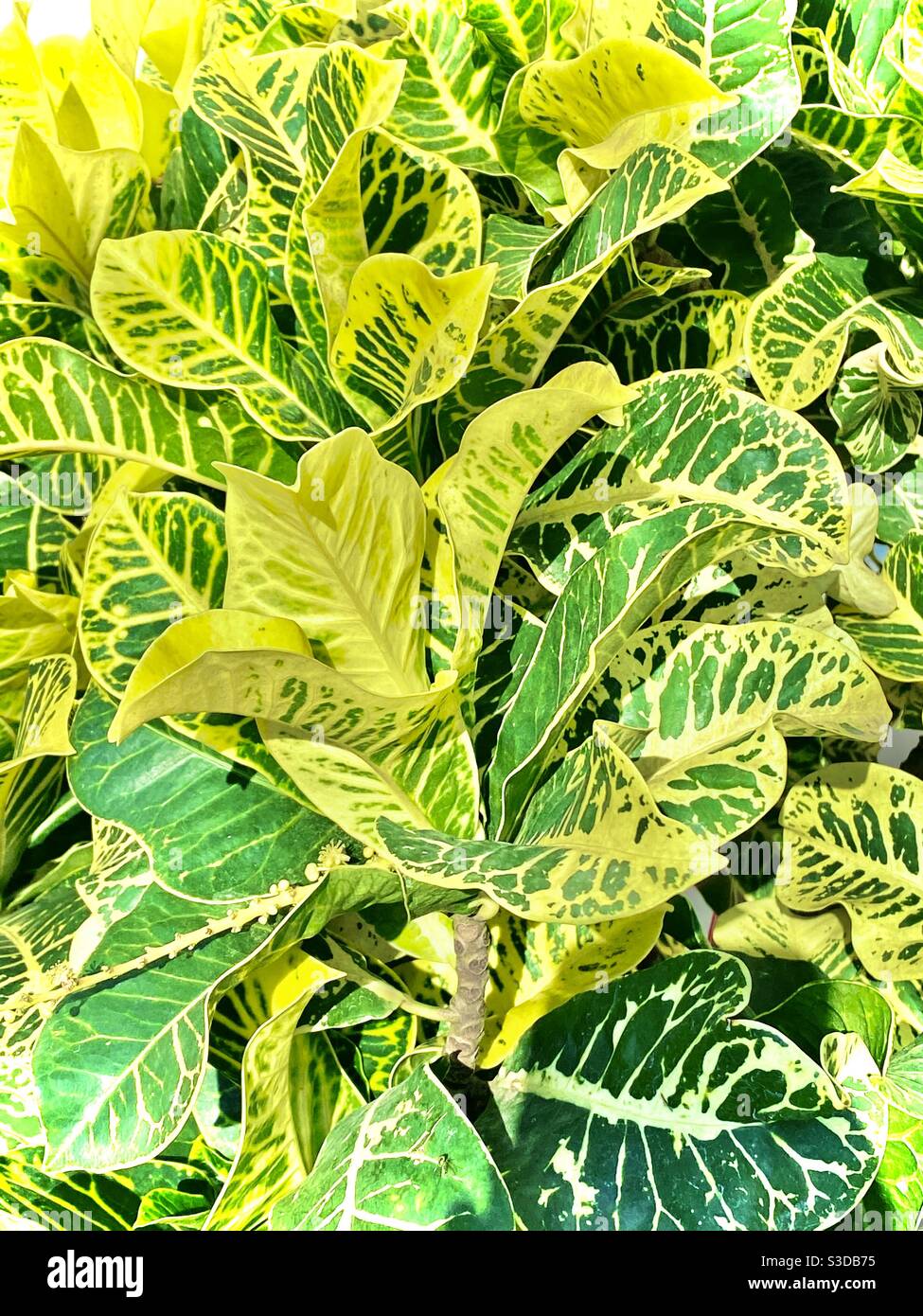 Croton plants hires stock photography and images Alamy