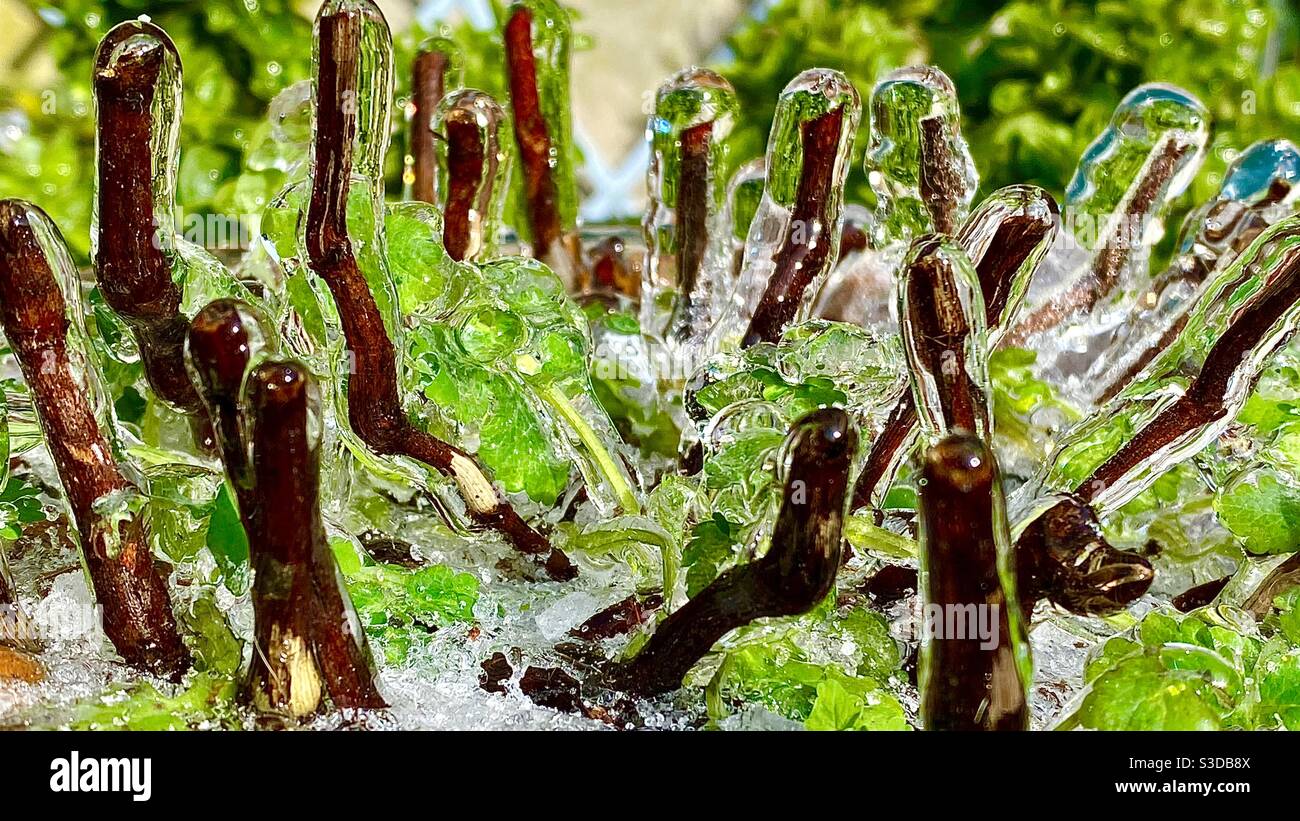 Frozen pot plant - Smartphone Captured Stock Image