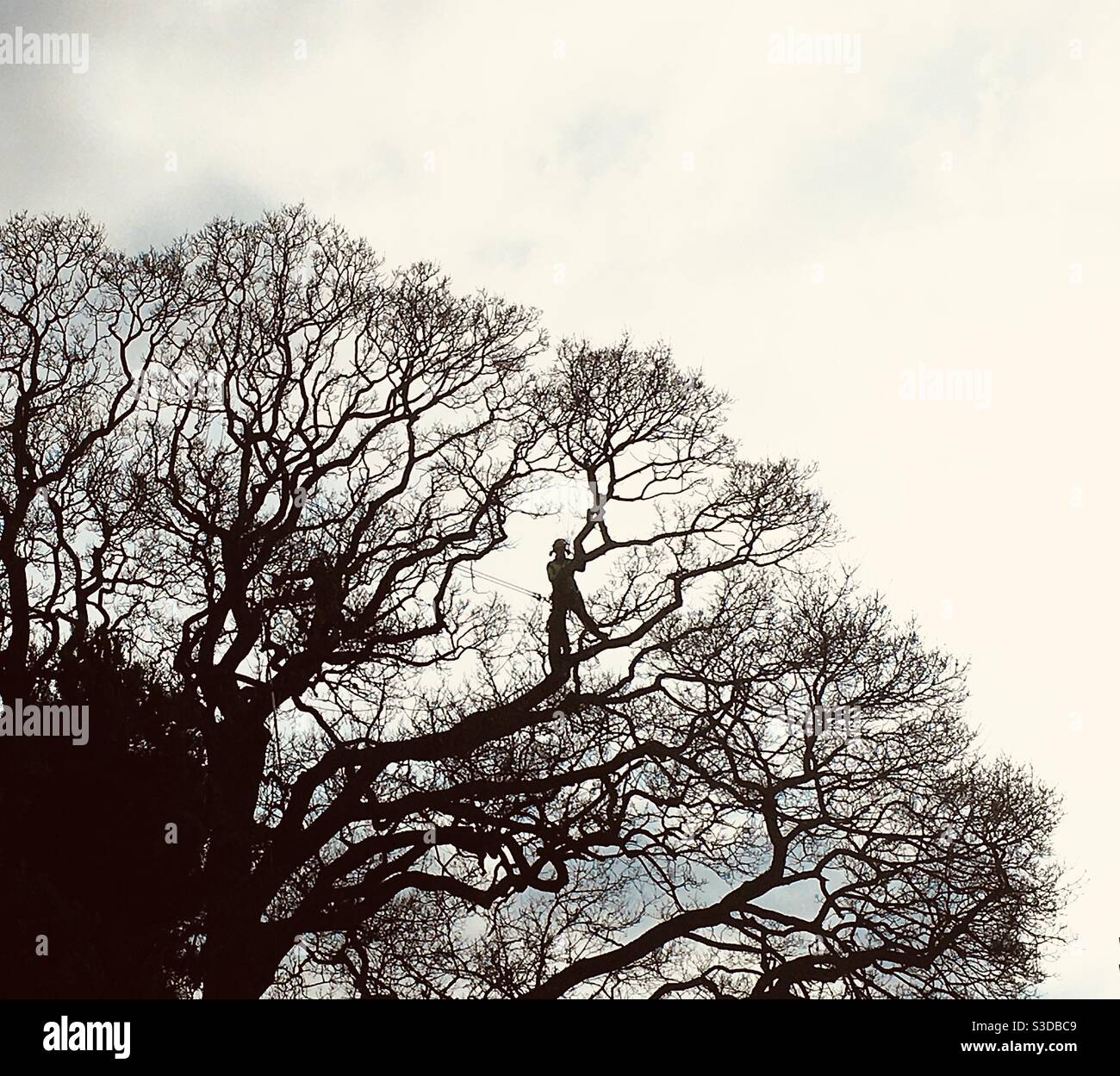 Tree surgeon - Smartphone Captured Stock Image