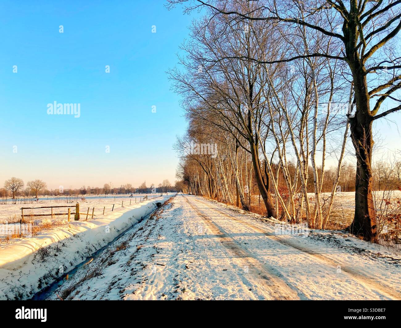 A farm road in northern Germany lined by trees and meadows covered in snow - Smartphone Captured Stock Image