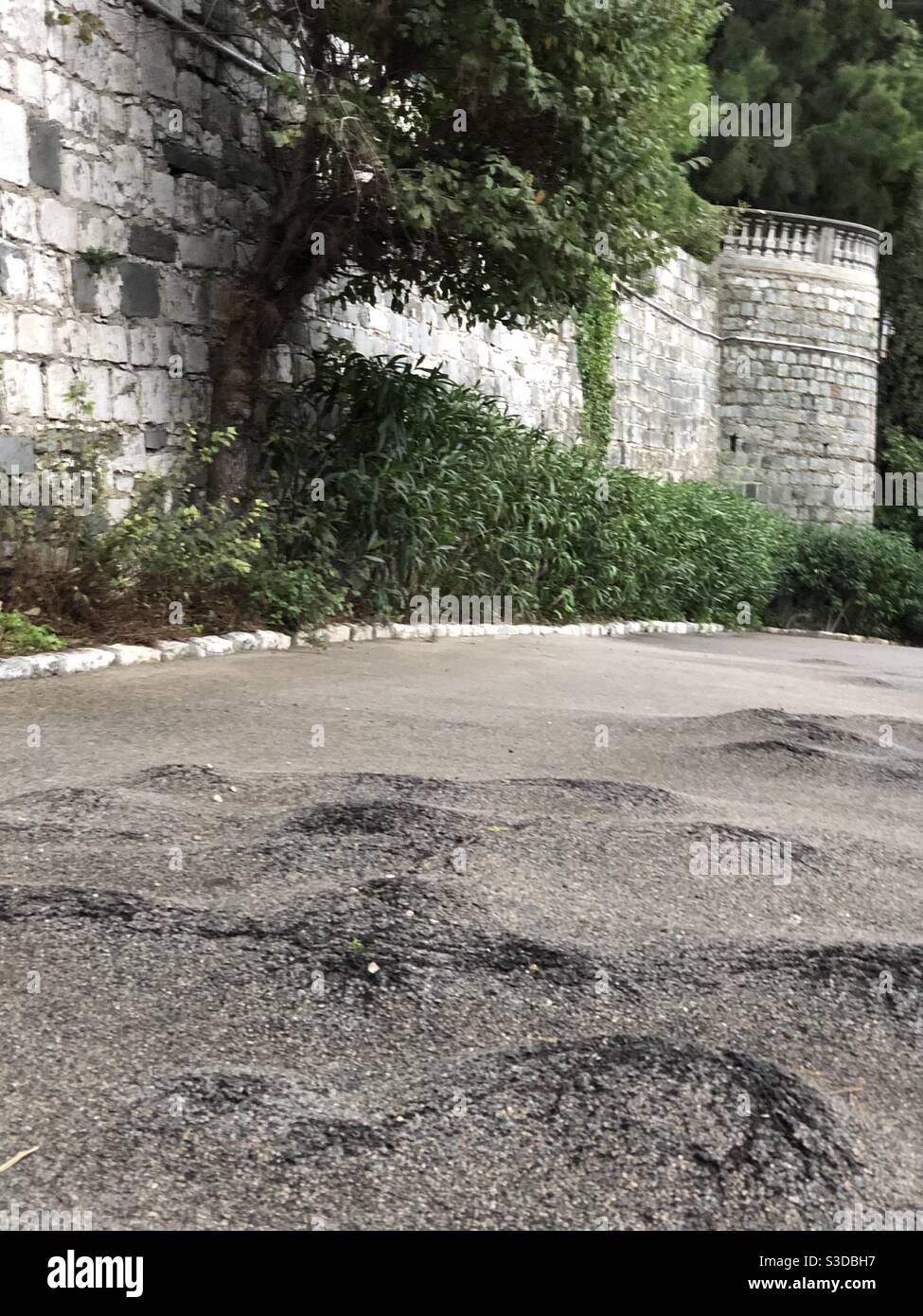 Roots getting out of the asphalt Stock Photo