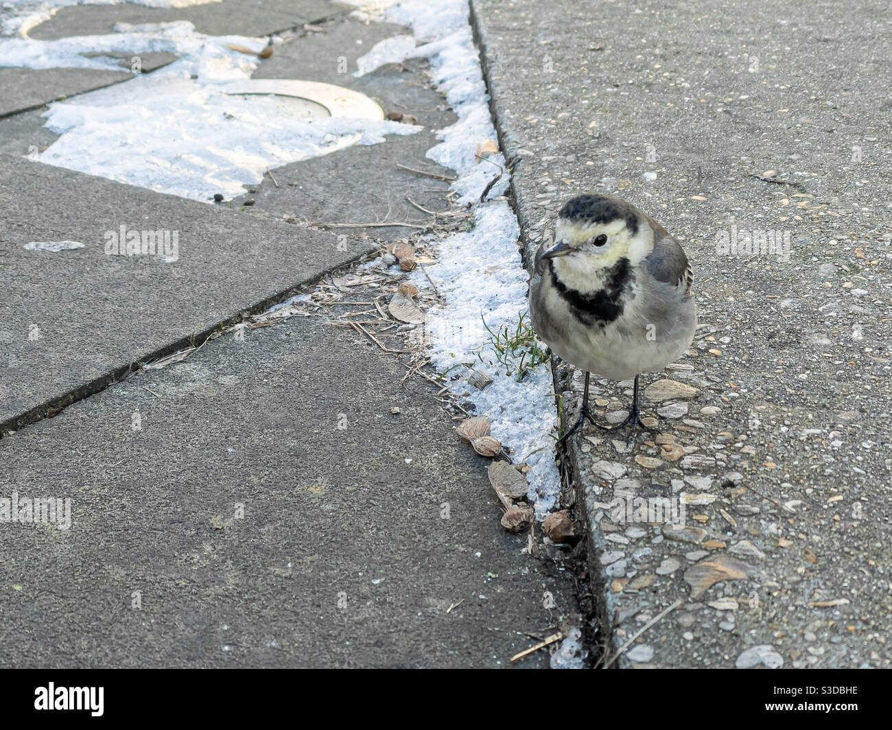 Pied wagtail near frosty snow ground - Smartphone Captured Stock Image Pied wagtail near frosty snow ground - Smartphone Captured Stock Image