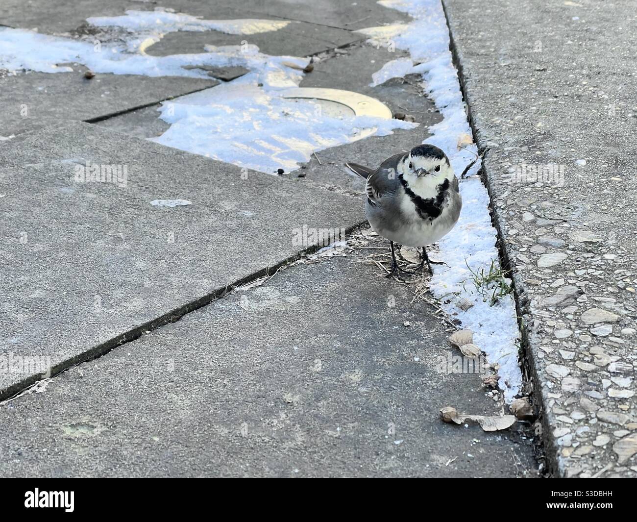 Pied wagtail on frosty ground - Smartphone Captured Stock Image Pied wagtail on frosty ground - Smartphone Captured Stock Image