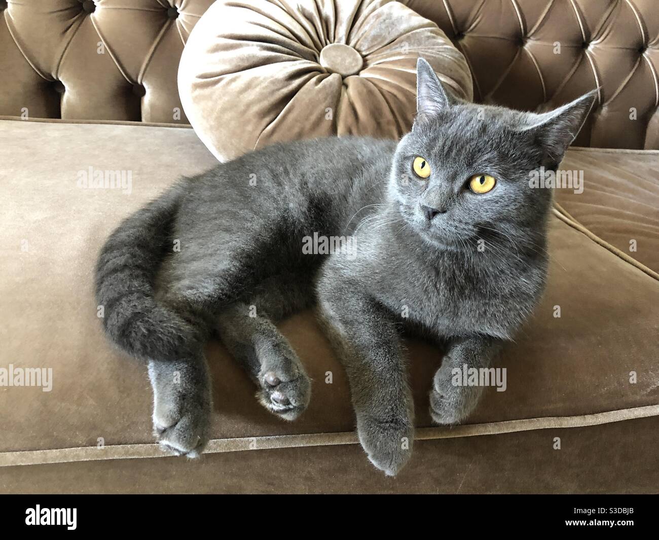 Russian blue cat sitting on a brown velvet sofa Stock Photo Alamy