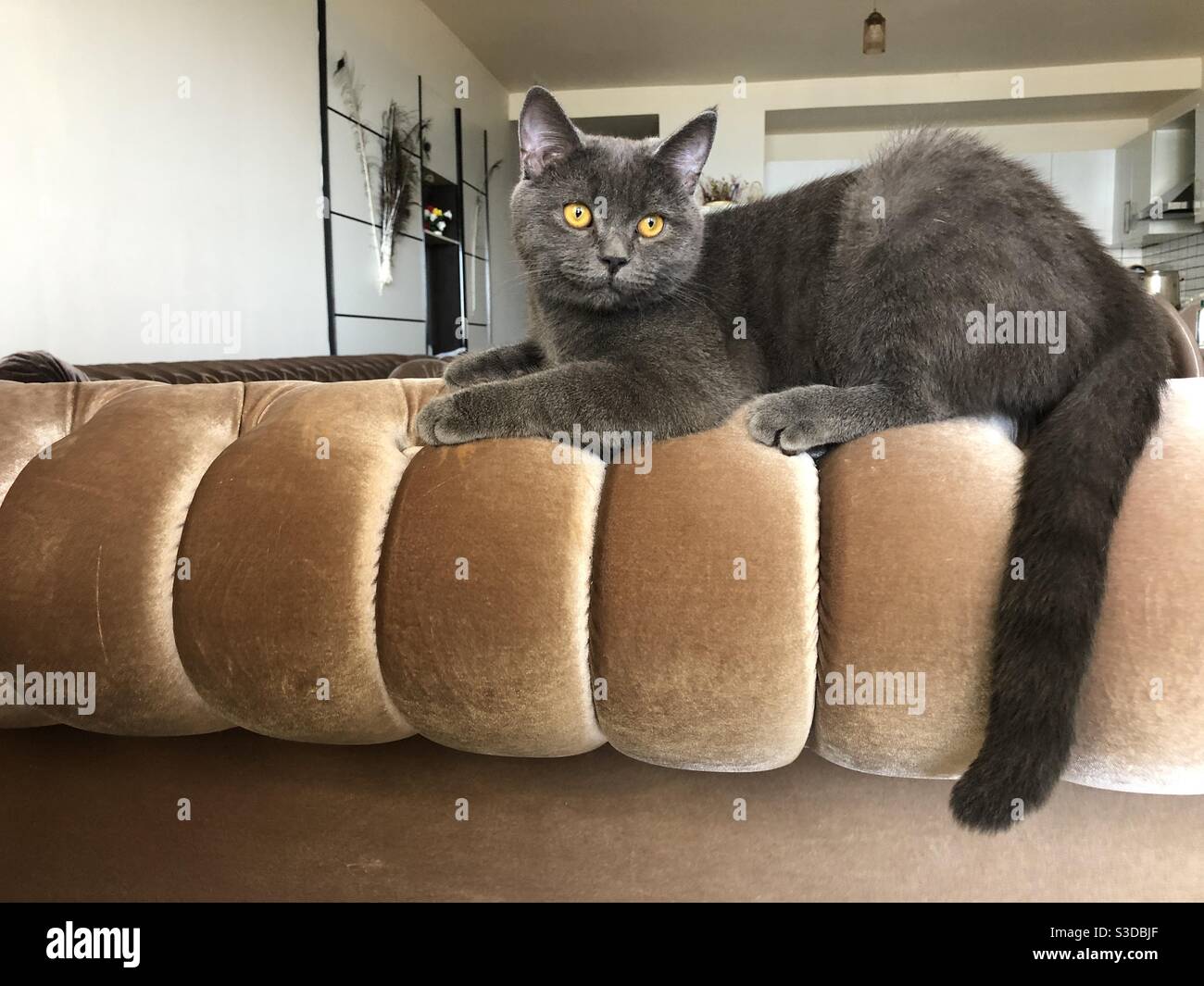 Cat sitting on sofa 2025