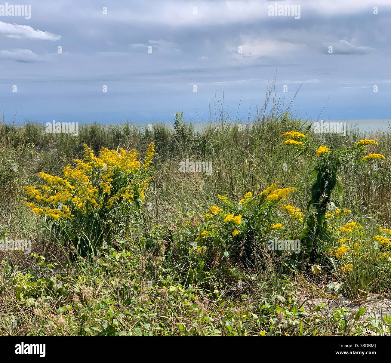 Flowers between the ocean and the Boardwalk, Atlantic City, New Jersey, United States - Smartphone Captured Stock Image