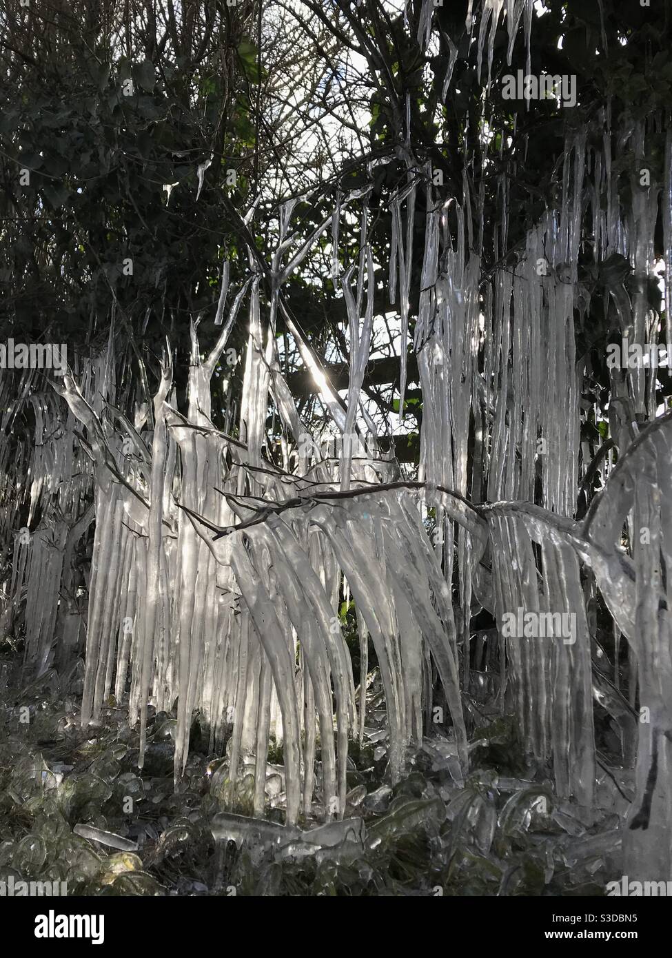 Icicles on a tree - Smartphone Captured Stock Image