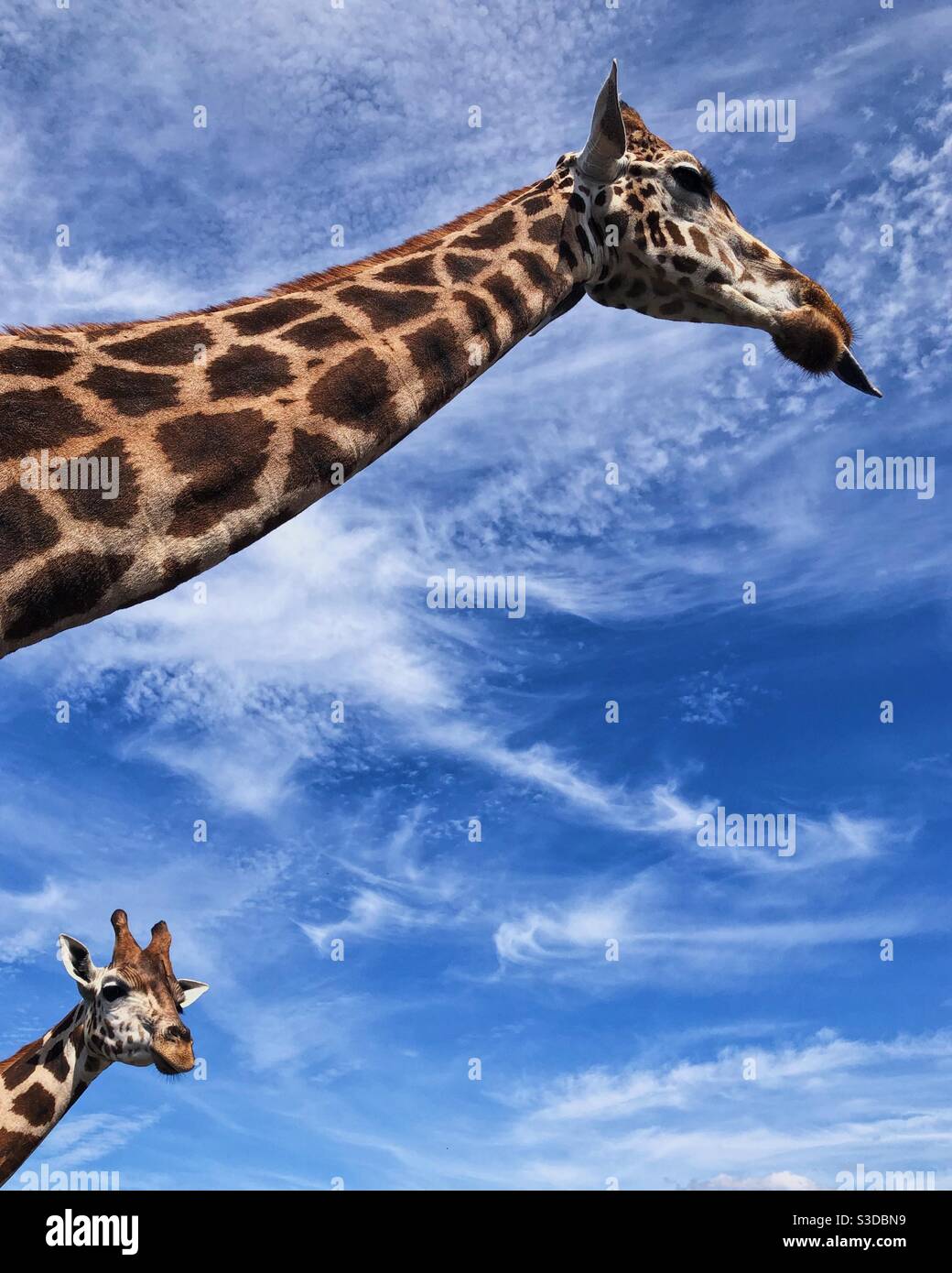 Looking up at two giraffes against blue sky. - Smartphone Captured Stock Image